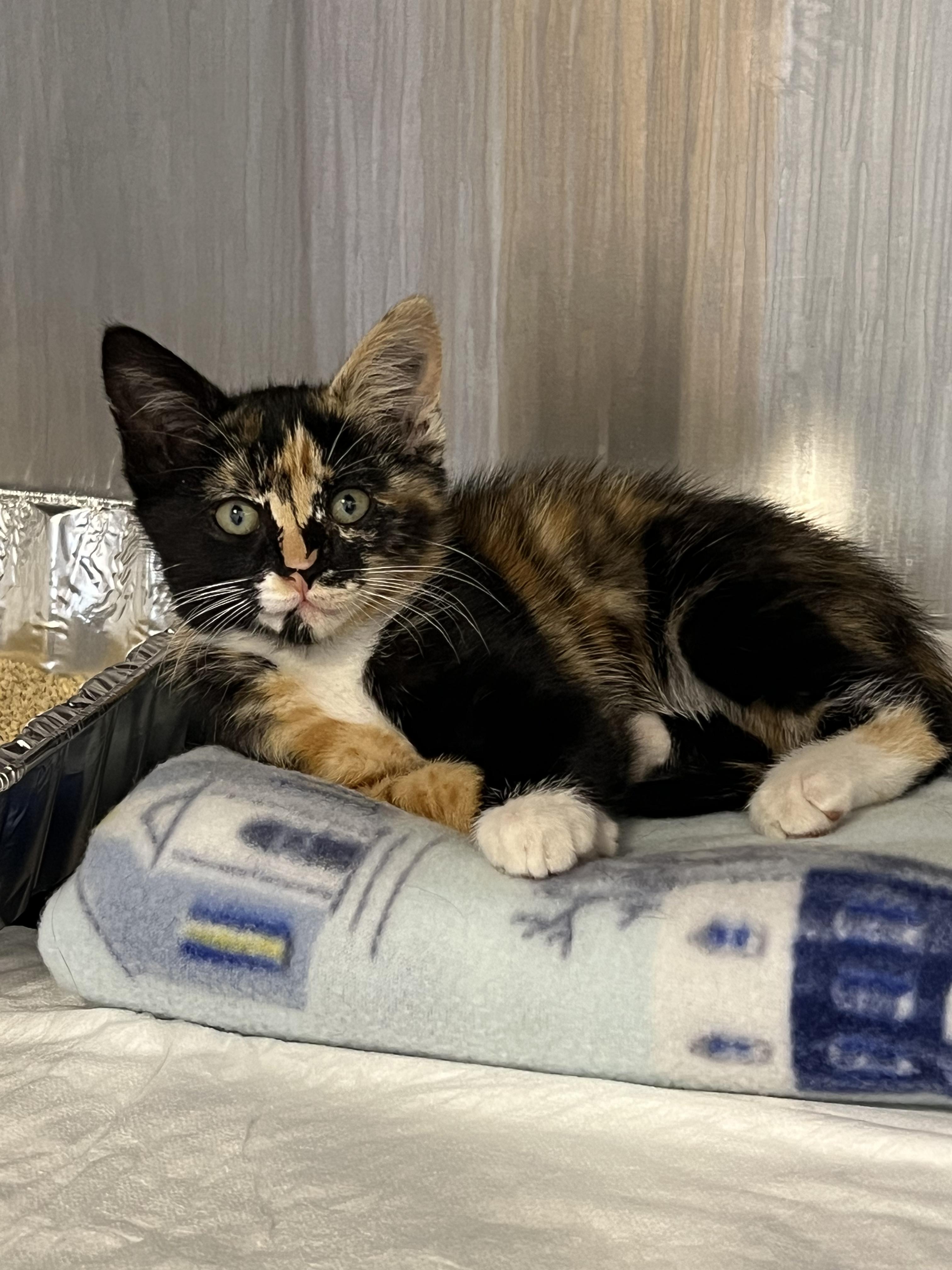 Enlarge Tabitha, a ADOPTABLE Domestic Short Hair in Yakima, WA image 2/4
