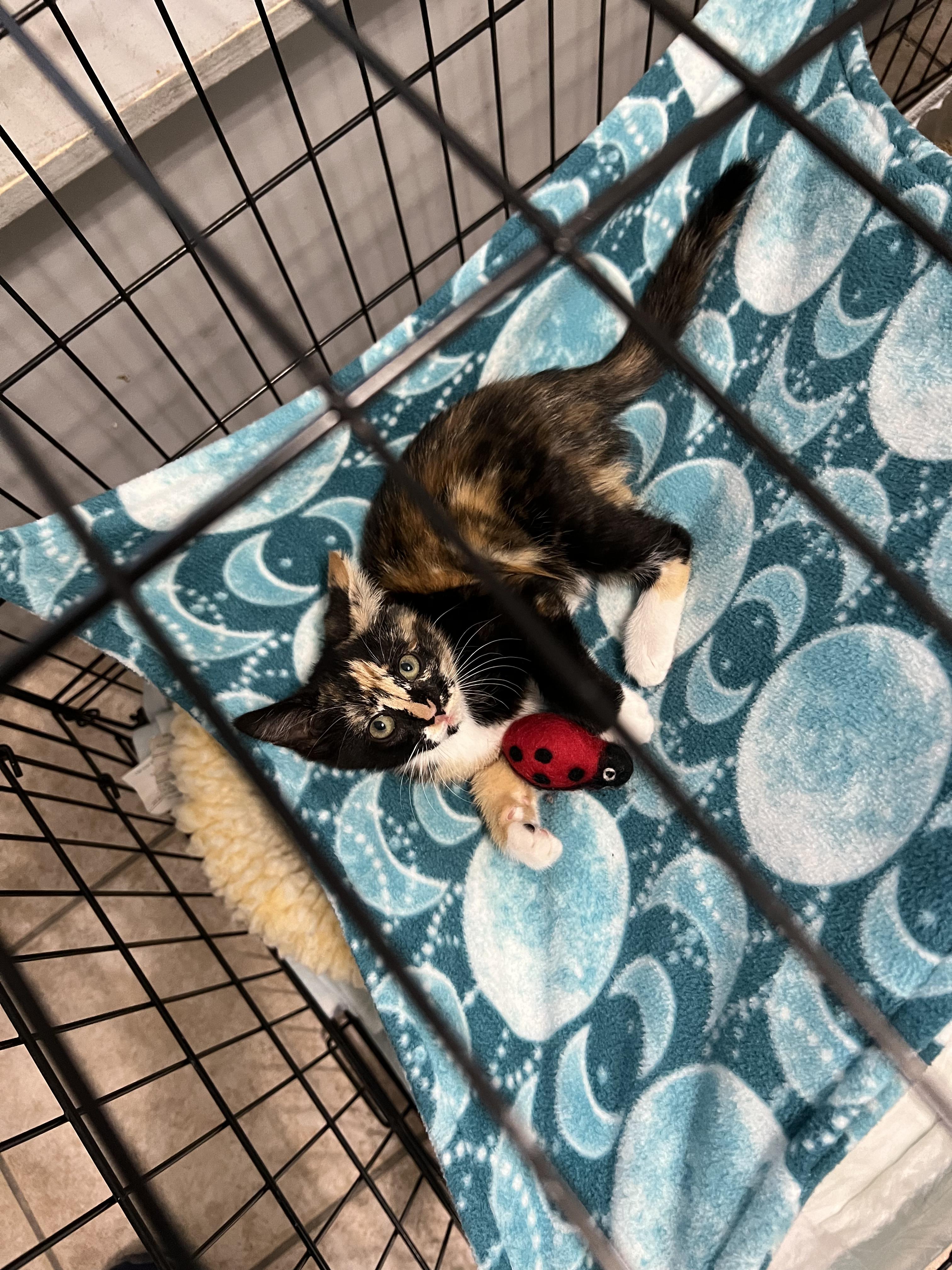 Tabitha, ADOPTABLE, Kitten Female Domestic Short Hair.