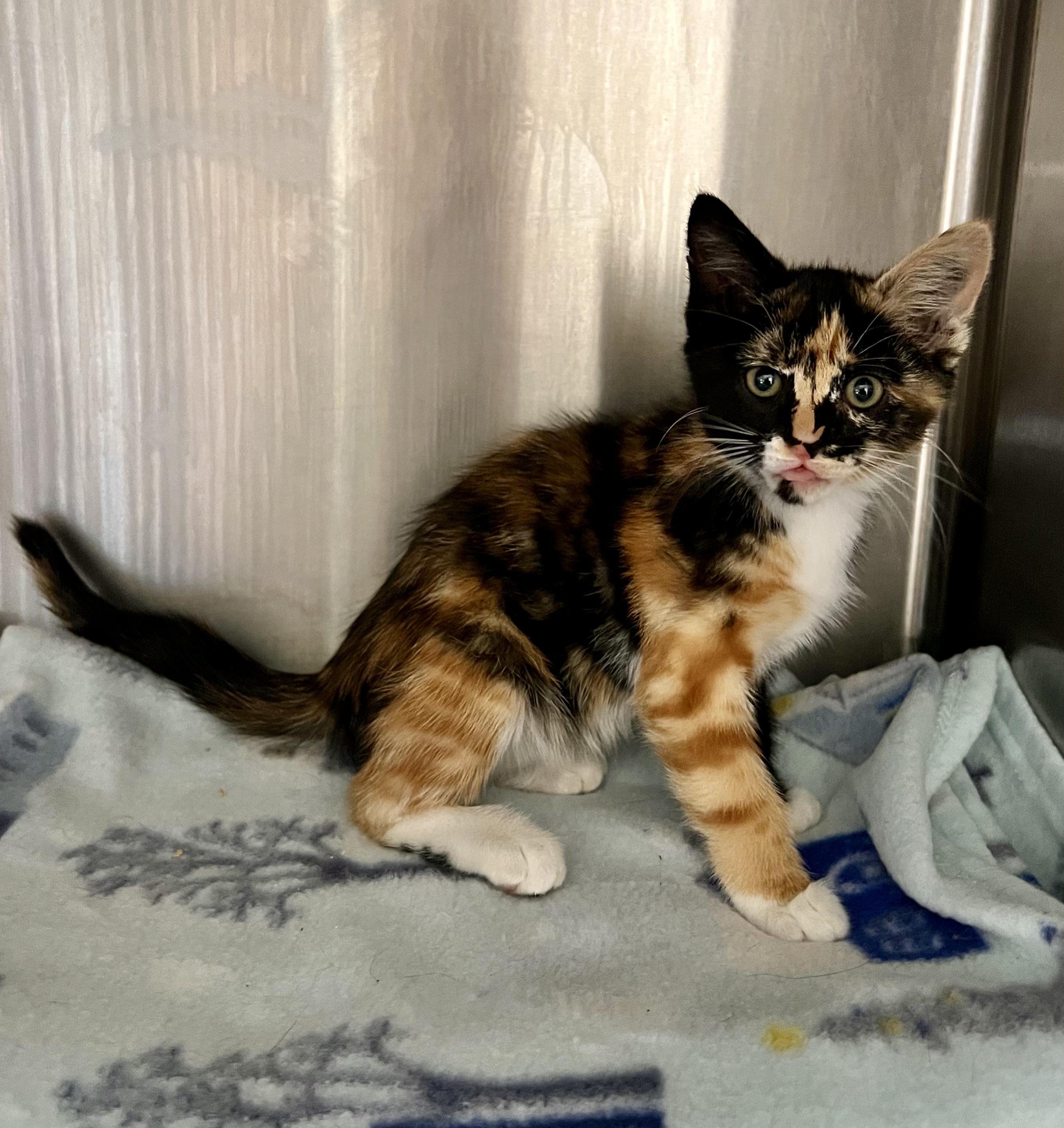 Enlarge Tabitha, a ADOPTABLE Domestic Short Hair in Yakima, WA image 3/4