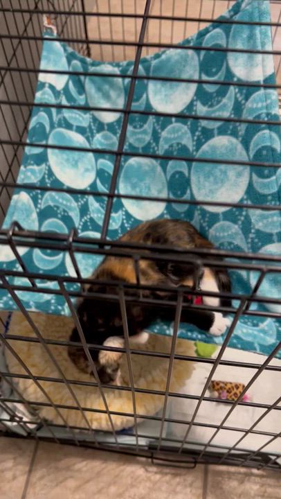 Enlarge Tabitha, a ADOPTABLE Domestic Short Hair in Yakima, WA video 4/4