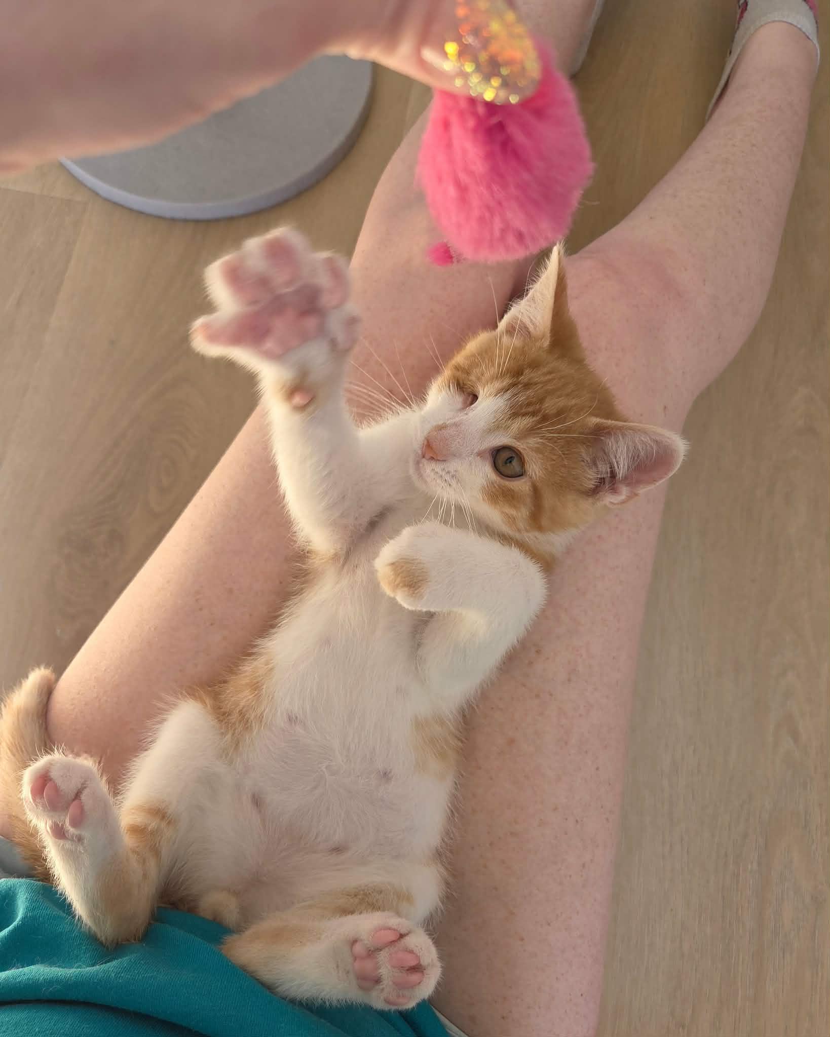 Enlarge Abraham Blinkin, an adopted Domestic Short Hair in Cleveland Heights, OH image 3/6