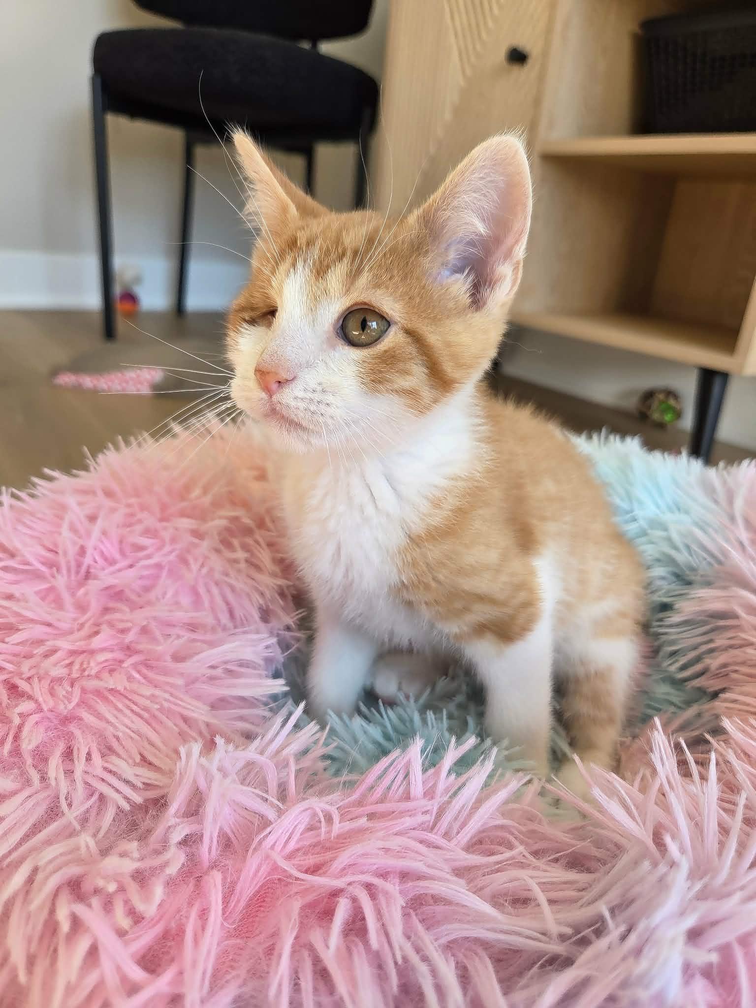 Enlarge Abraham Blinkin, an adopted Domestic Short Hair in Cleveland Heights, OH image 5/6