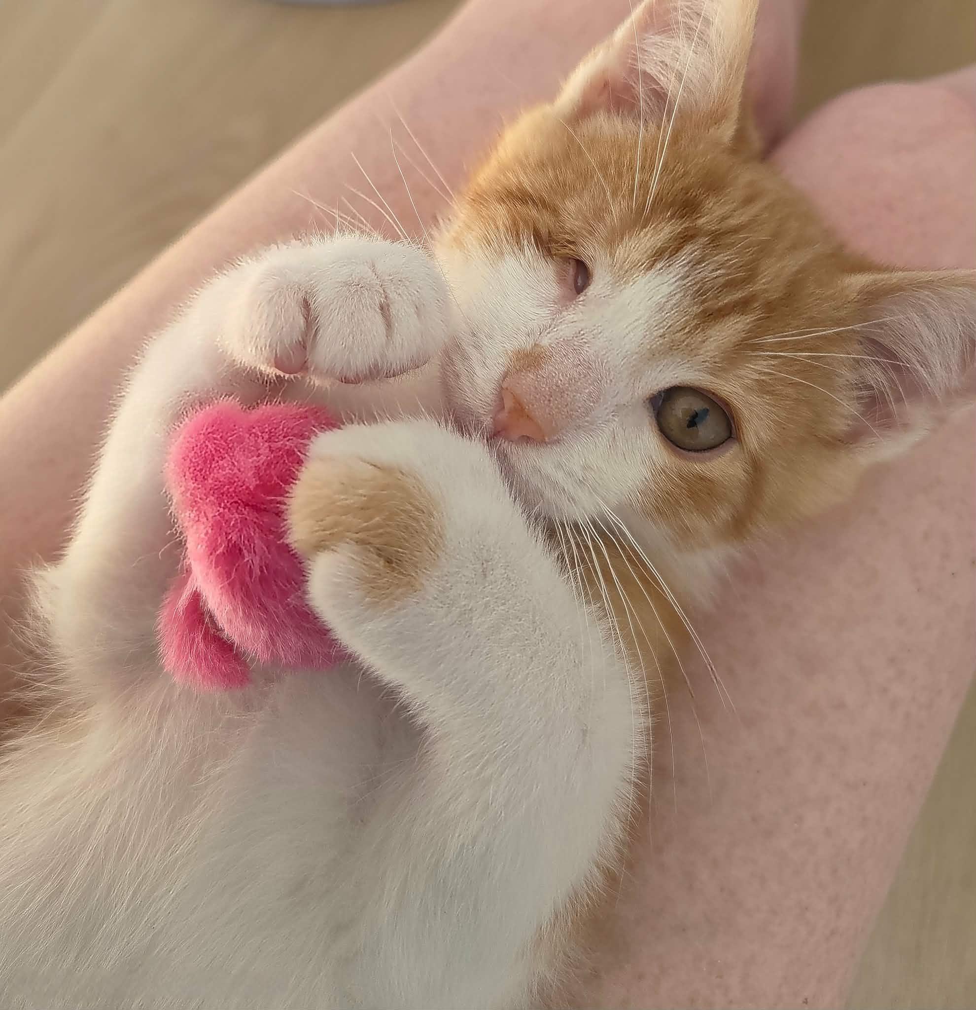 Enlarge Abraham Blinkin, an adopted Domestic Short Hair in Cleveland Heights, OH image 6/6