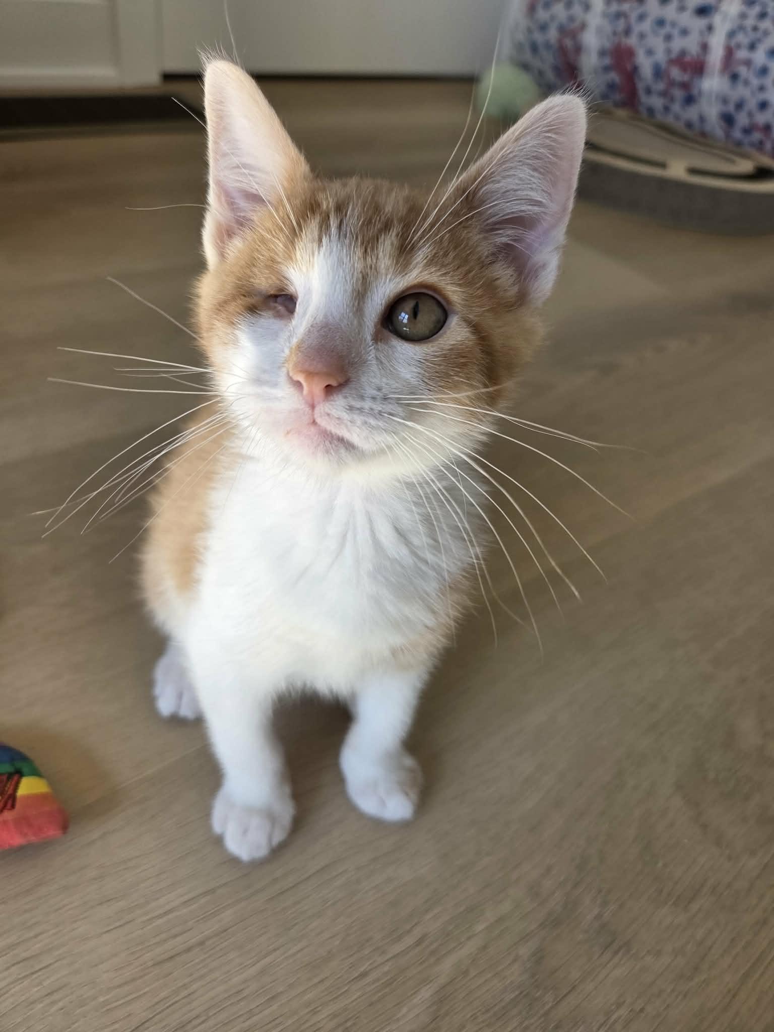 Enlarge Abraham Blinkin, an adopted Domestic Short Hair in Cleveland Heights, OH image 4/6