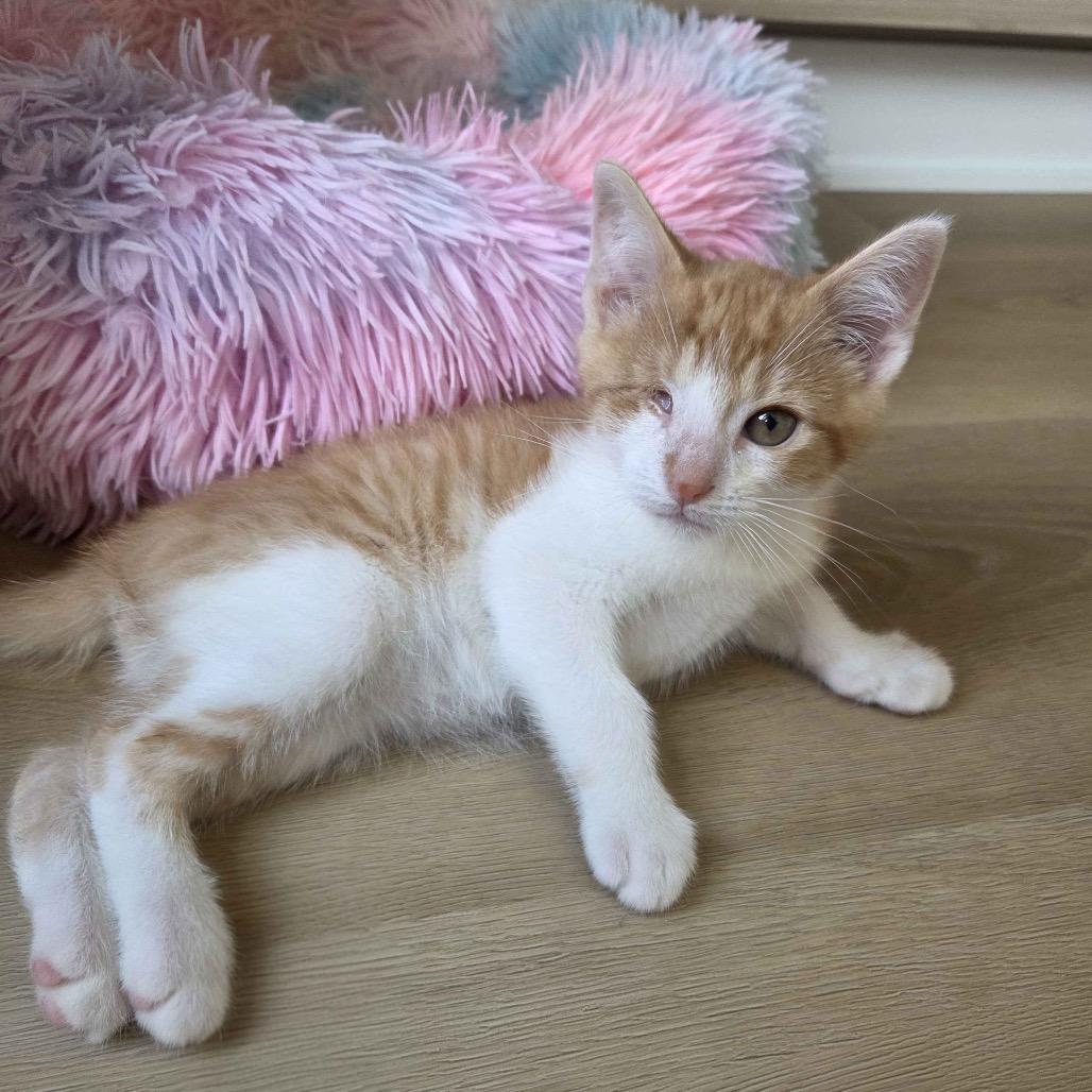 Enlarge Abraham Blinkin, an adopted Domestic Short Hair in Cleveland Heights, OH image 2/6