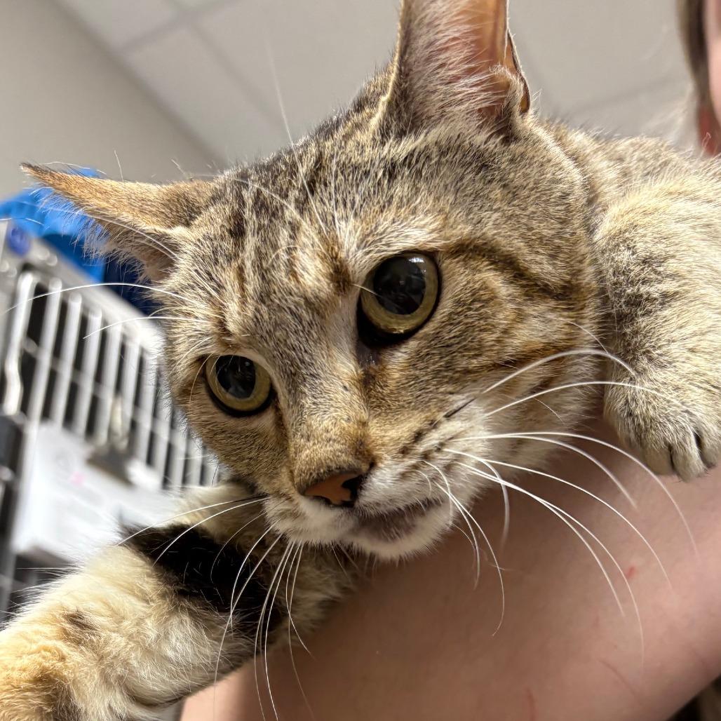 Enlarge Mesa 060419U, a Adoptable Domestic Short Hair in Tupelo, MS image 2/2