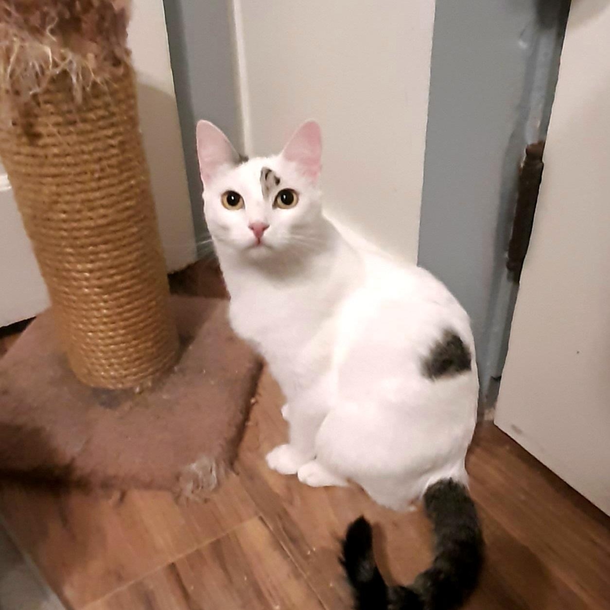 Vanilla, Adoptable, Young Male Domestic Short Hair.