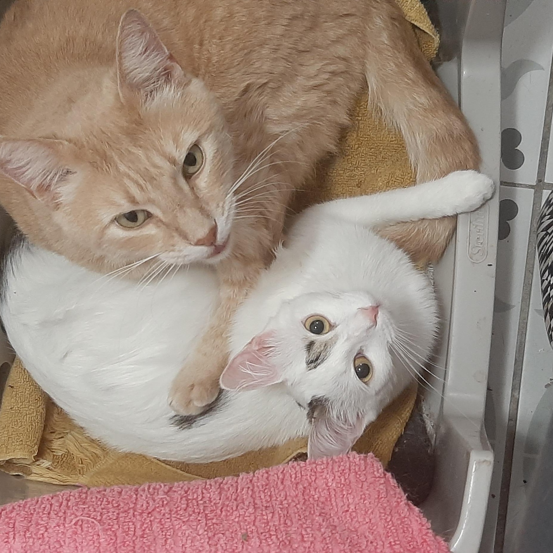 Vanilla, a Adoptable Domestic Short Hair in Torrance, CA image 2/6