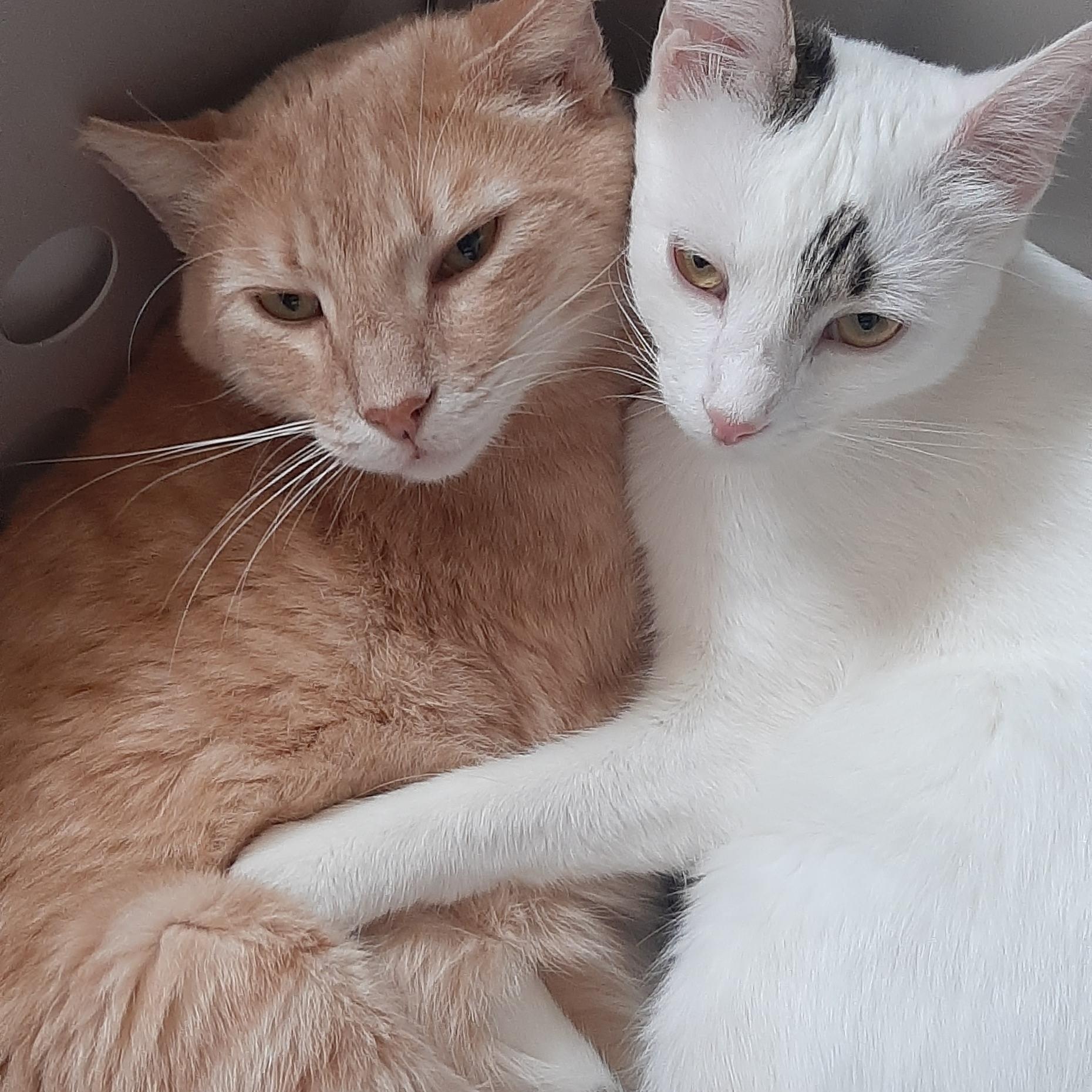 Vanilla, a Adoptable Domestic Short Hair in Torrance, CA image 3/6