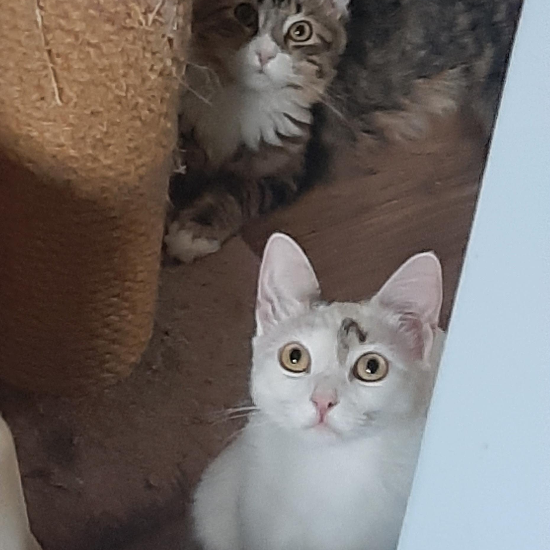 Vanilla, a Adoptable Domestic Short Hair in Torrance, CA image 4/6