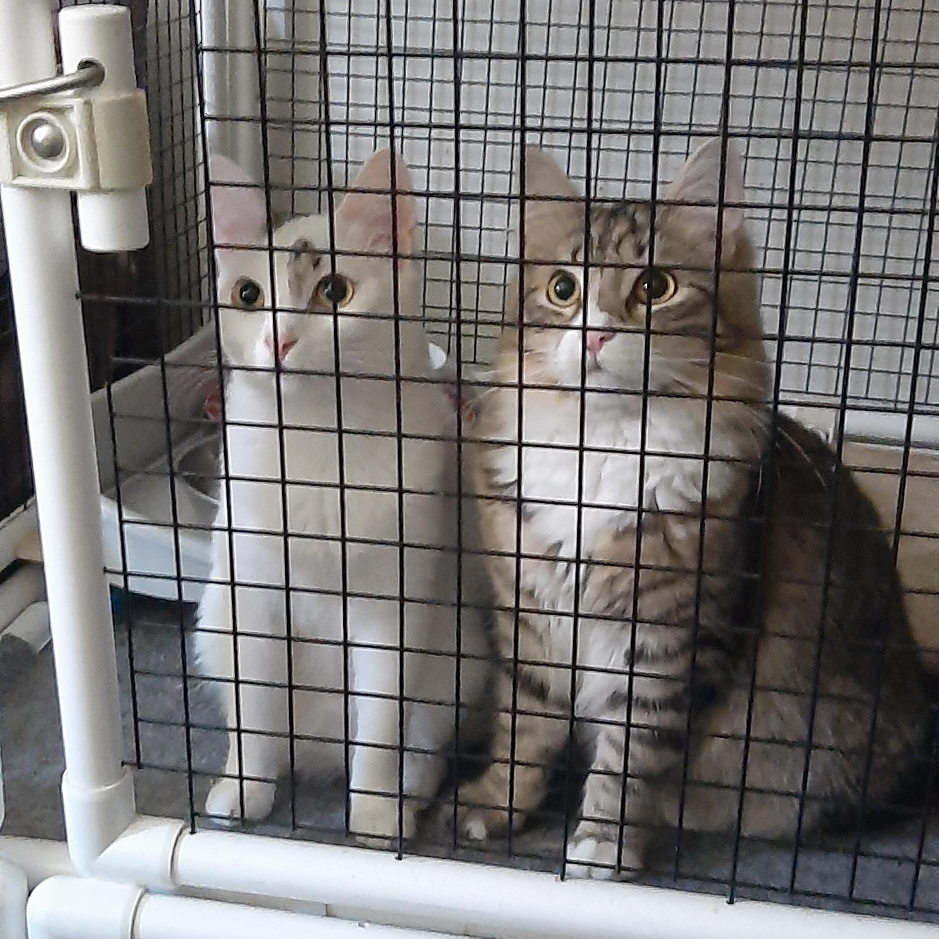 Vanilla, a Adoptable Domestic Short Hair in Torrance, CA image 5/6