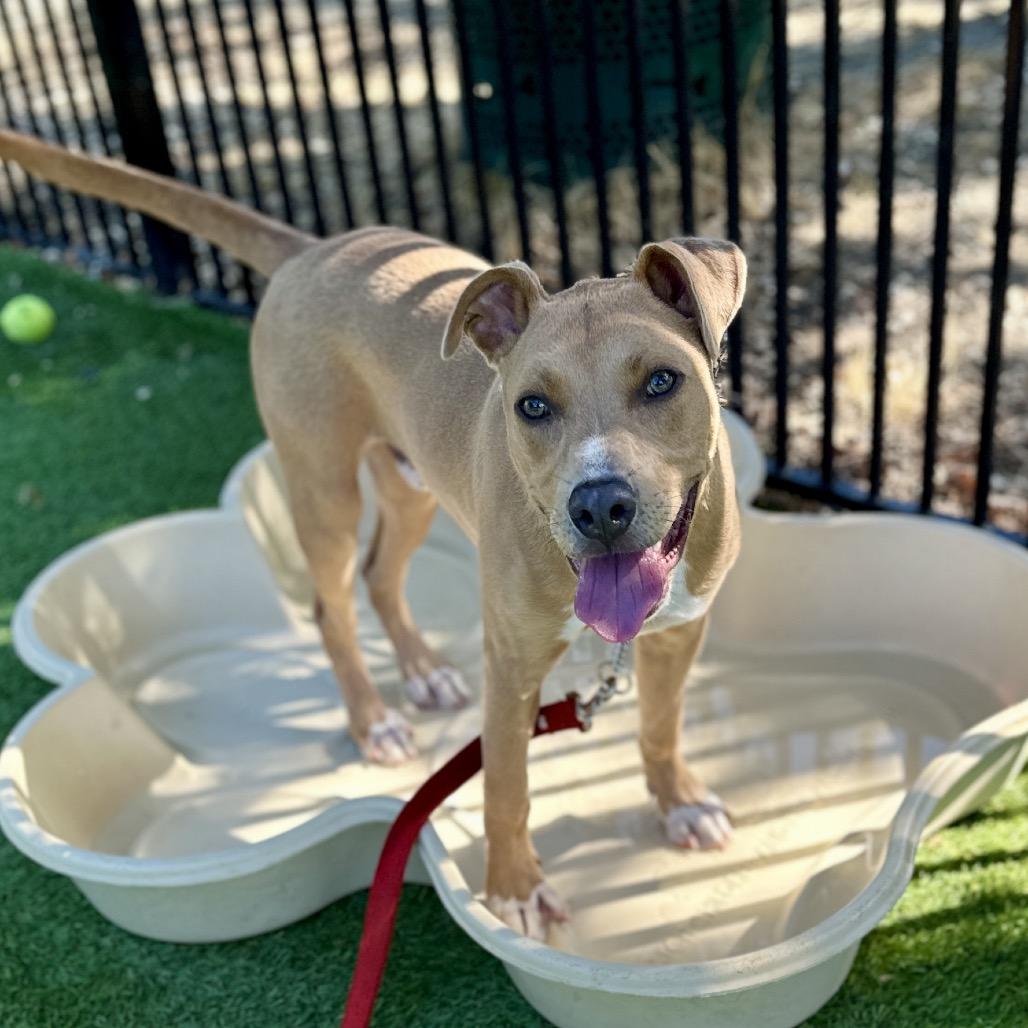Danny Go, a ADOPTABLE Pit Bull Terrier in Dublin, CA image 3/6