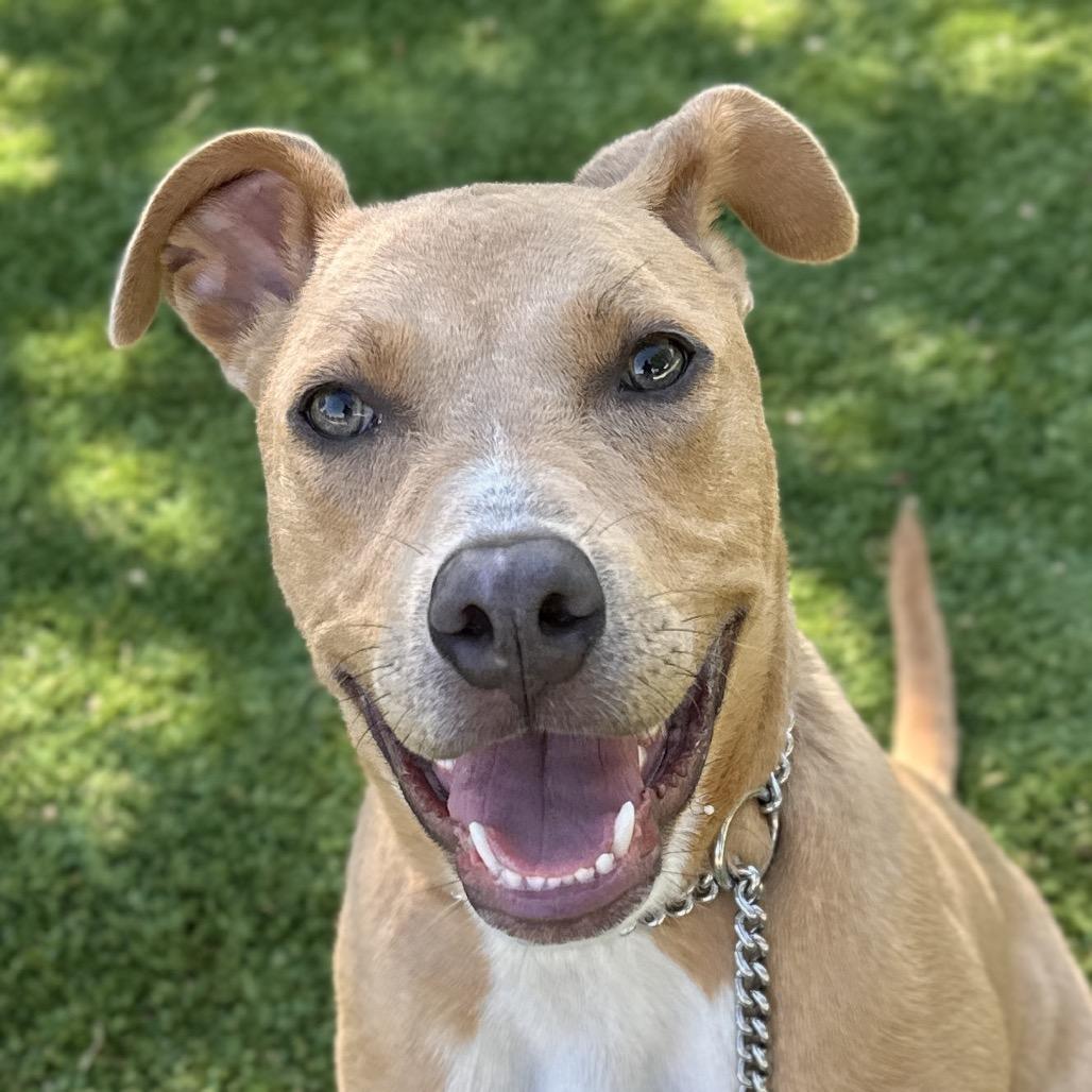 Danny Go, ADOPTABLE, Young Male Pit Bull Terrier.