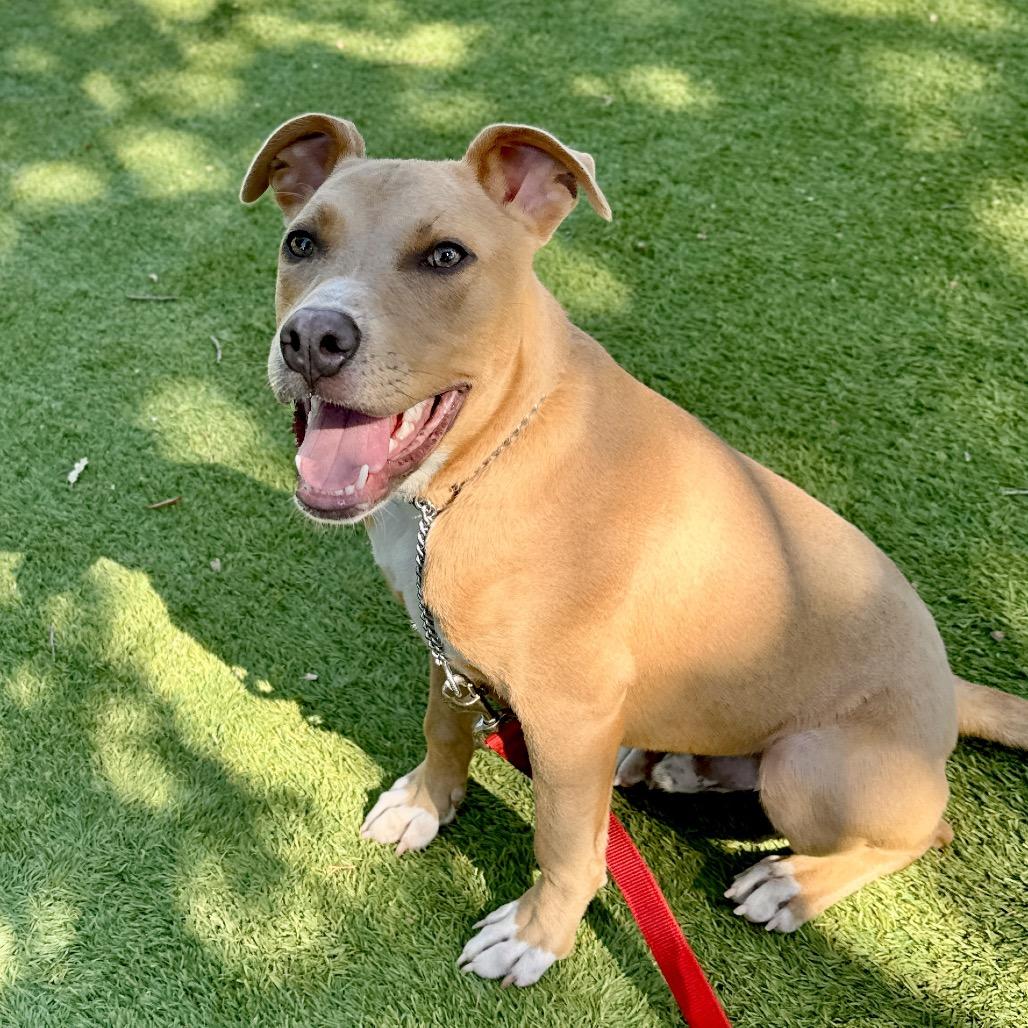 Danny Go, a ADOPTABLE Pit Bull Terrier in Dublin, CA image 5/6