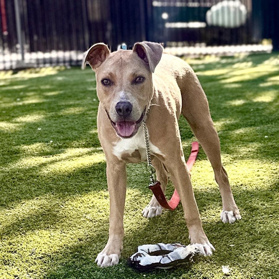 Danny Go, a ADOPTABLE Pit Bull Terrier in Dublin, CA image 4/6