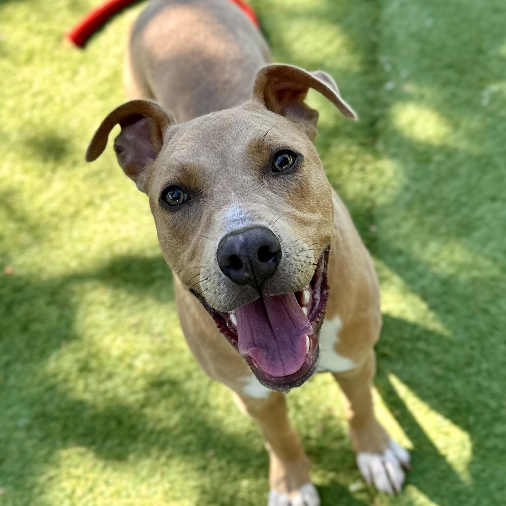 Danny Go, a ADOPTABLE Pit Bull Terrier in Dublin, CA image 2/6
