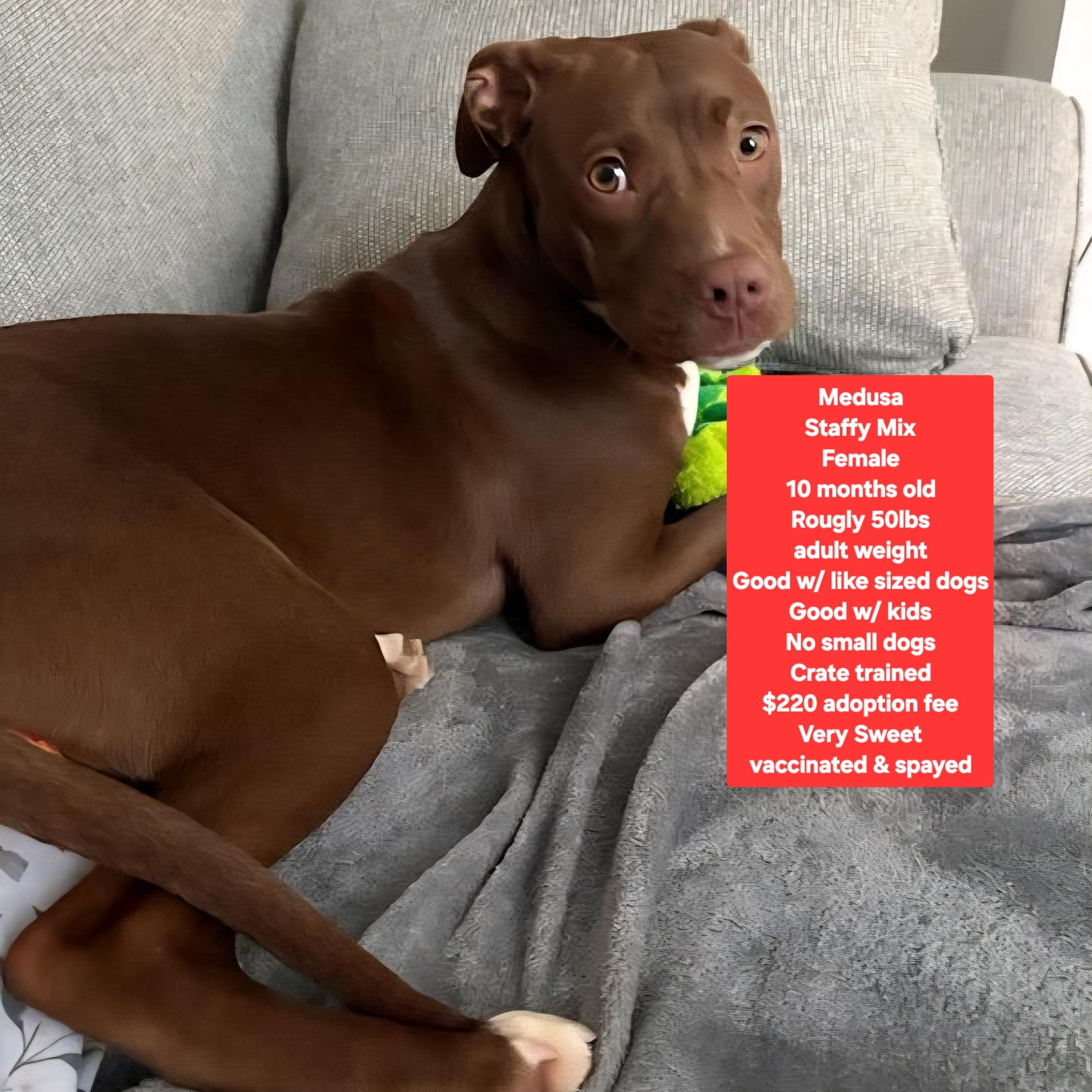 Medusa, ADOPTABLE, Young Female Staffordshire Bull Terrier & Terrier.