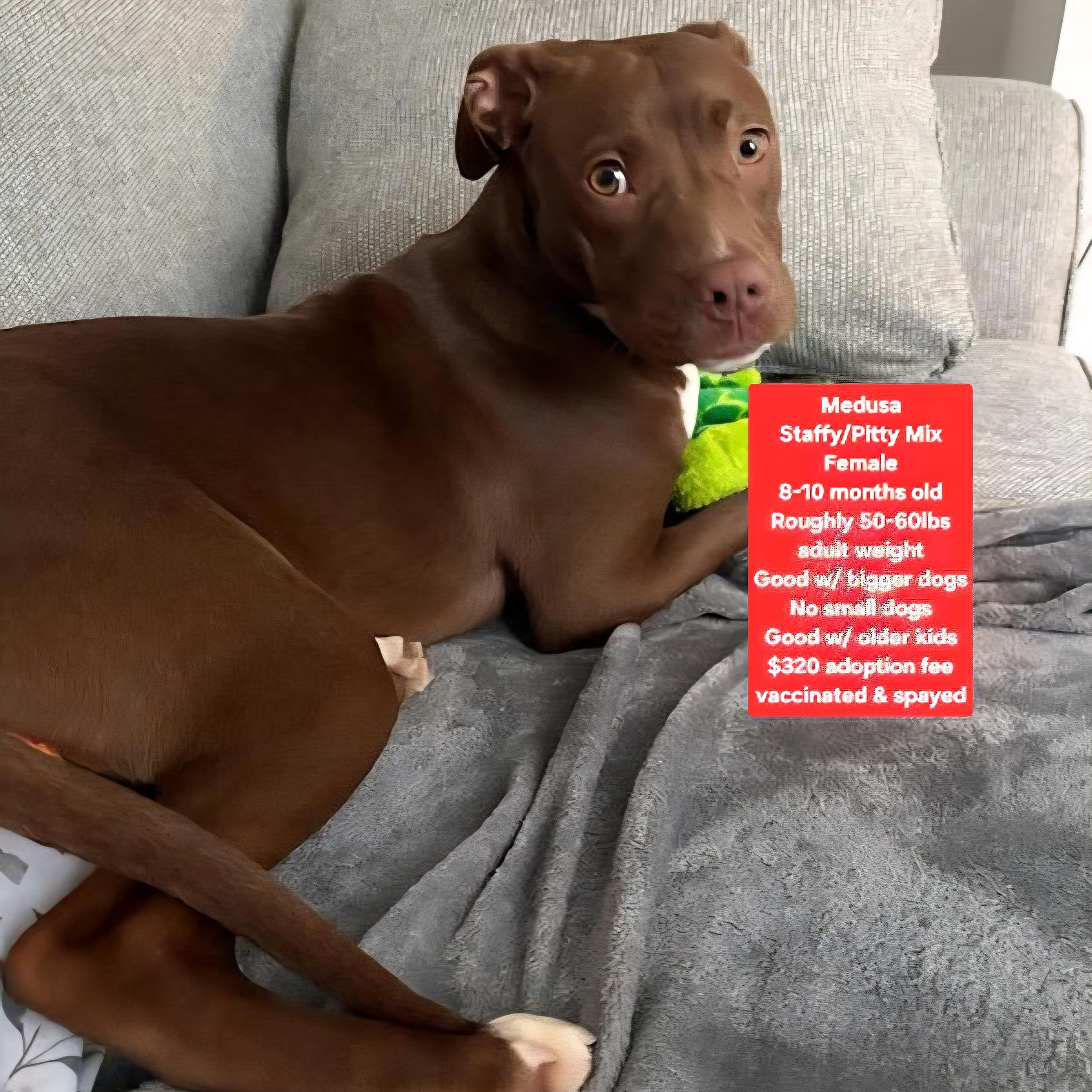 Enlarge Medusa, a ADOPTABLE mixed breed in Oviedo, FL image 1/1