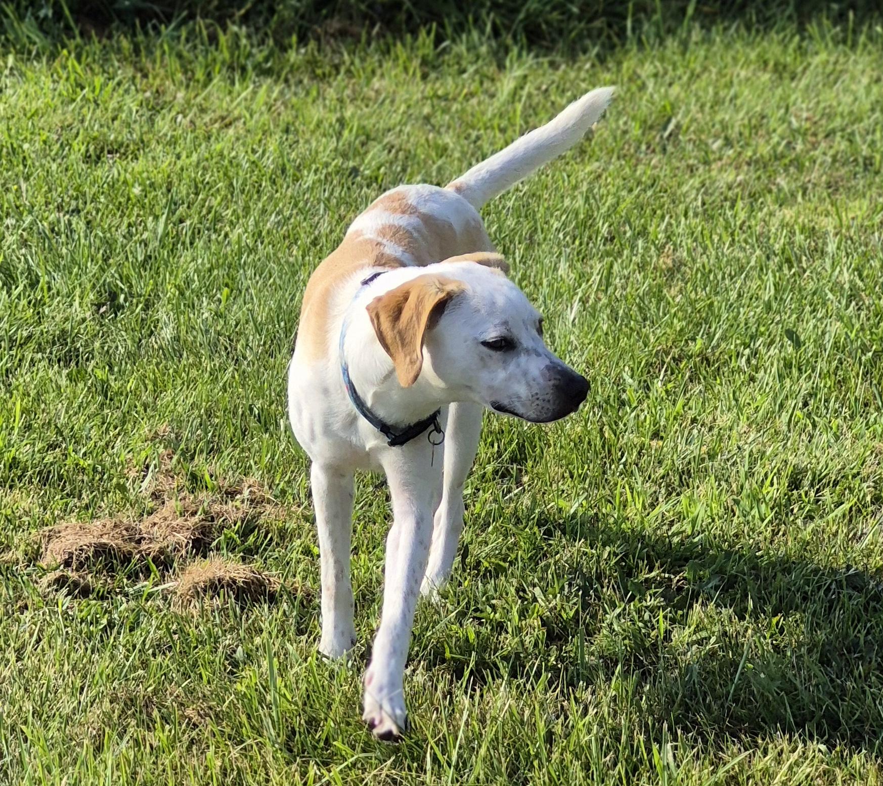 Enlarge Zara, a Adoptable mixed breed in Silver Spring, MD image 2/4