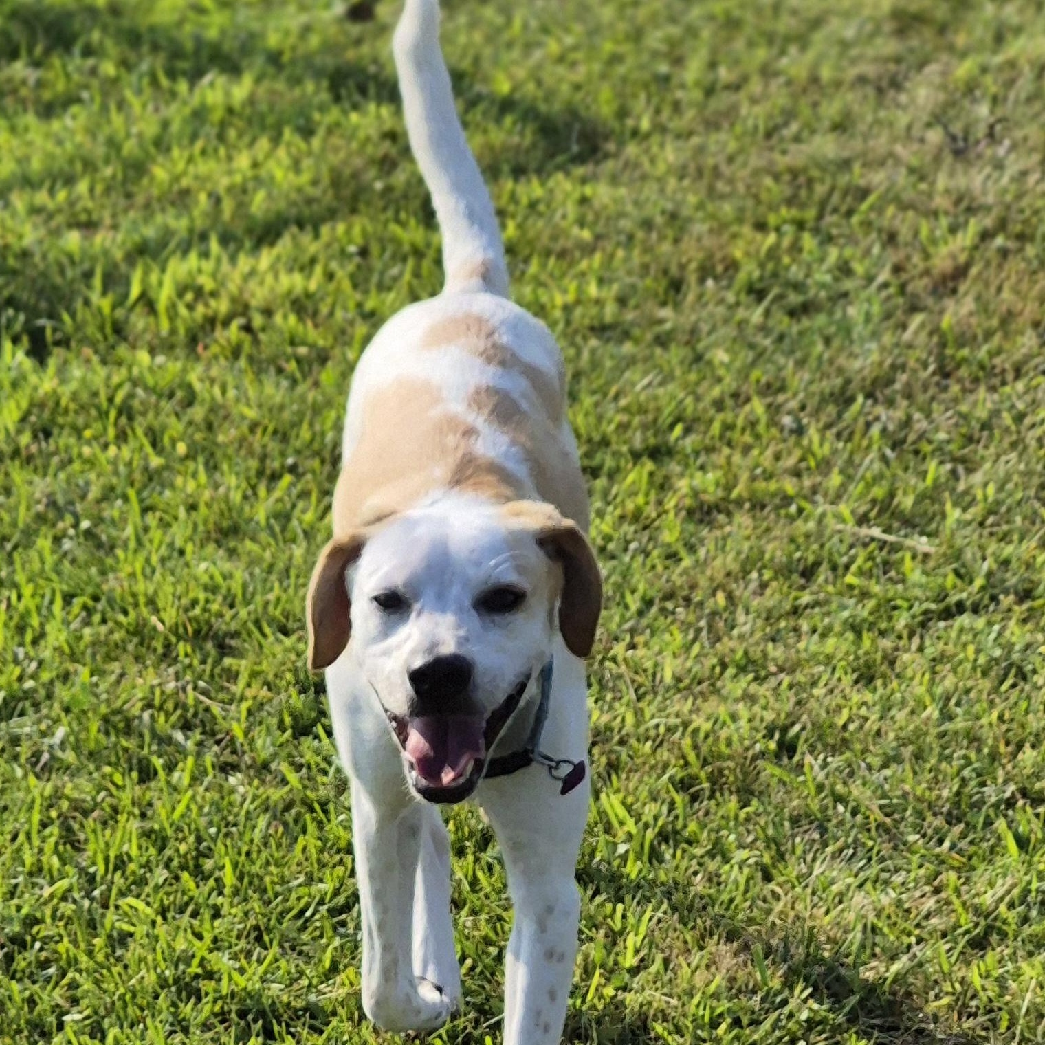 Enlarge Zara, a Adoptable mixed breed in Silver Spring, MD image 1/4