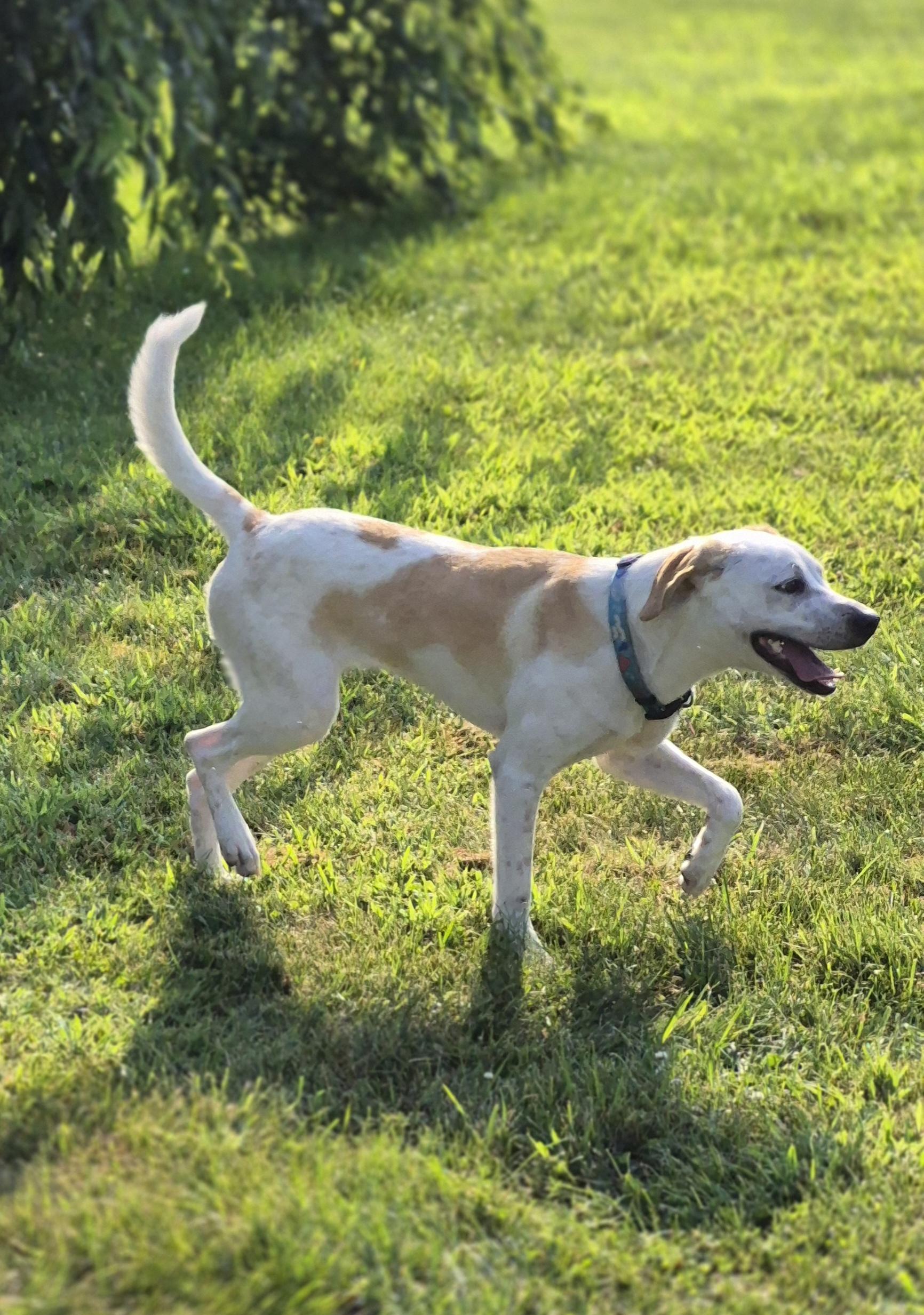 Enlarge Zara, a Adoptable mixed breed in Silver Spring, MD image 3/4