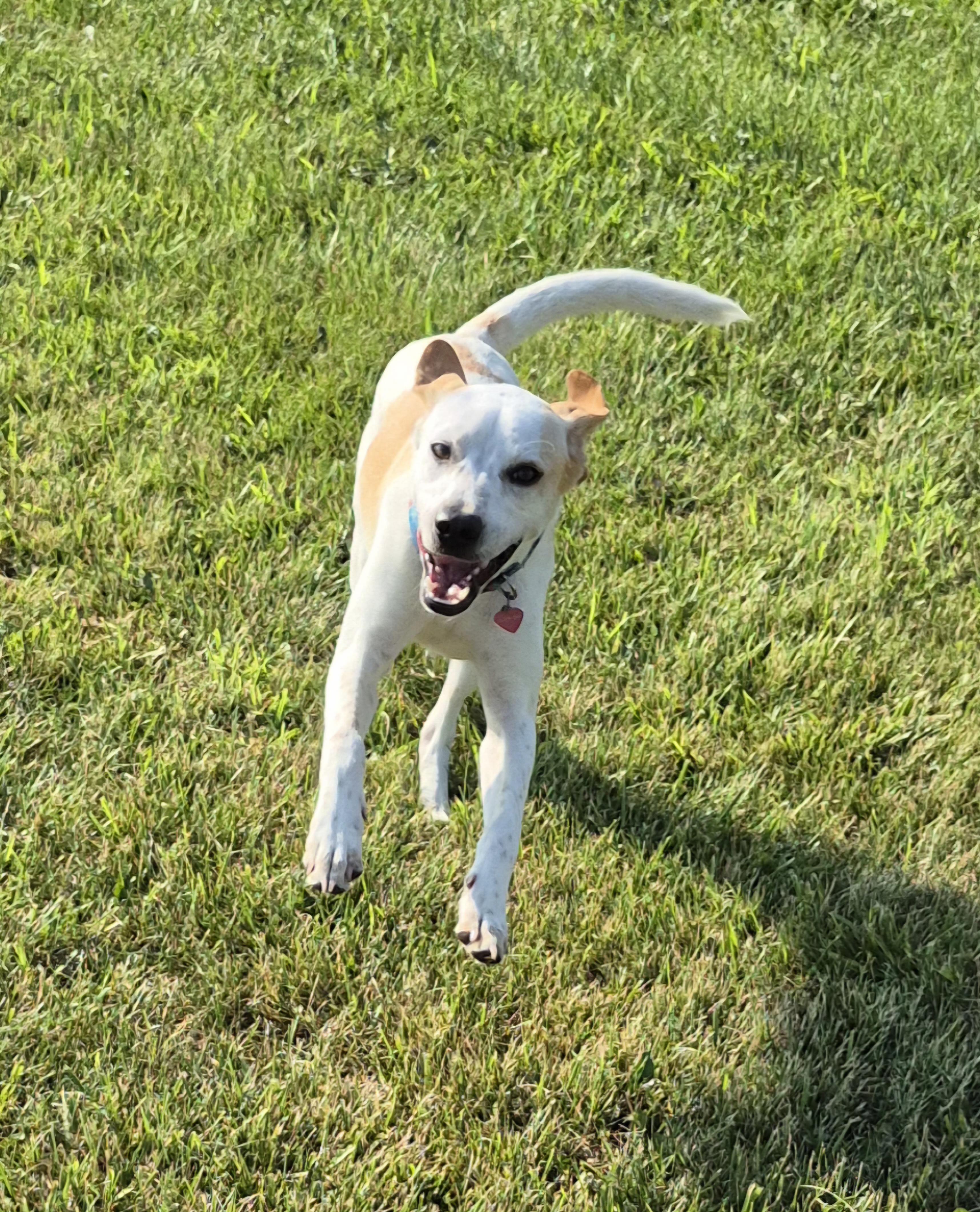 Enlarge Zara, a Adoptable mixed breed in Silver Spring, MD image 4/4