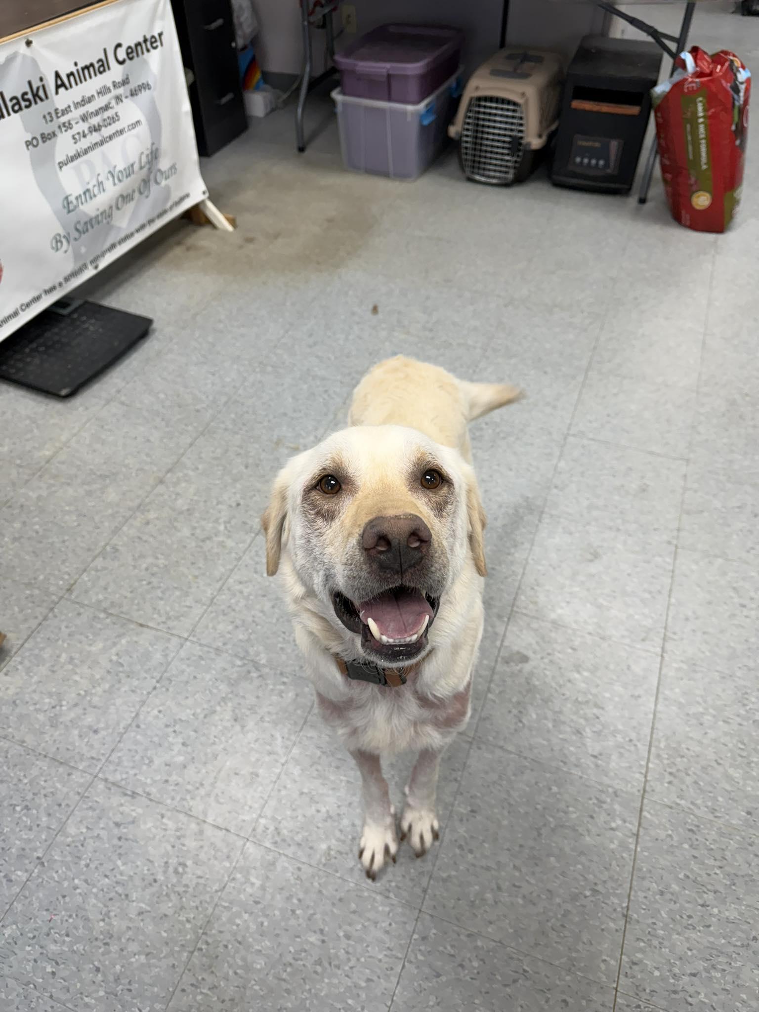 Garth, ADOPTABLE, Adult Male Yellow Labrador Retriever.