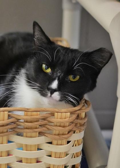 Splint 61791, Adoptable, Young Female Domestic Short Hair & Domestic Short Hair.