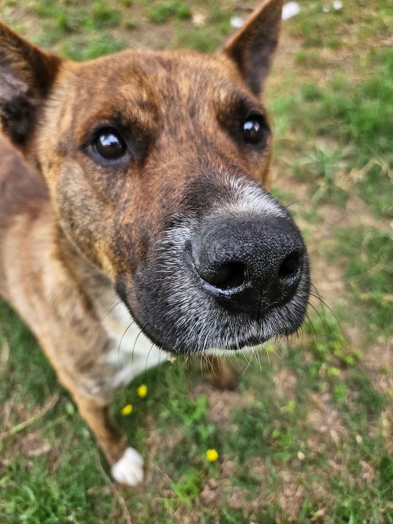 Enlarge Gazpacho, a Adoptable mixed breed in Sherwood, AR image 1/3