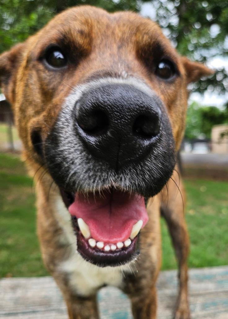 Enlarge Gazpacho, a Adoptable mixed breed in Sherwood, AR image 2/3
