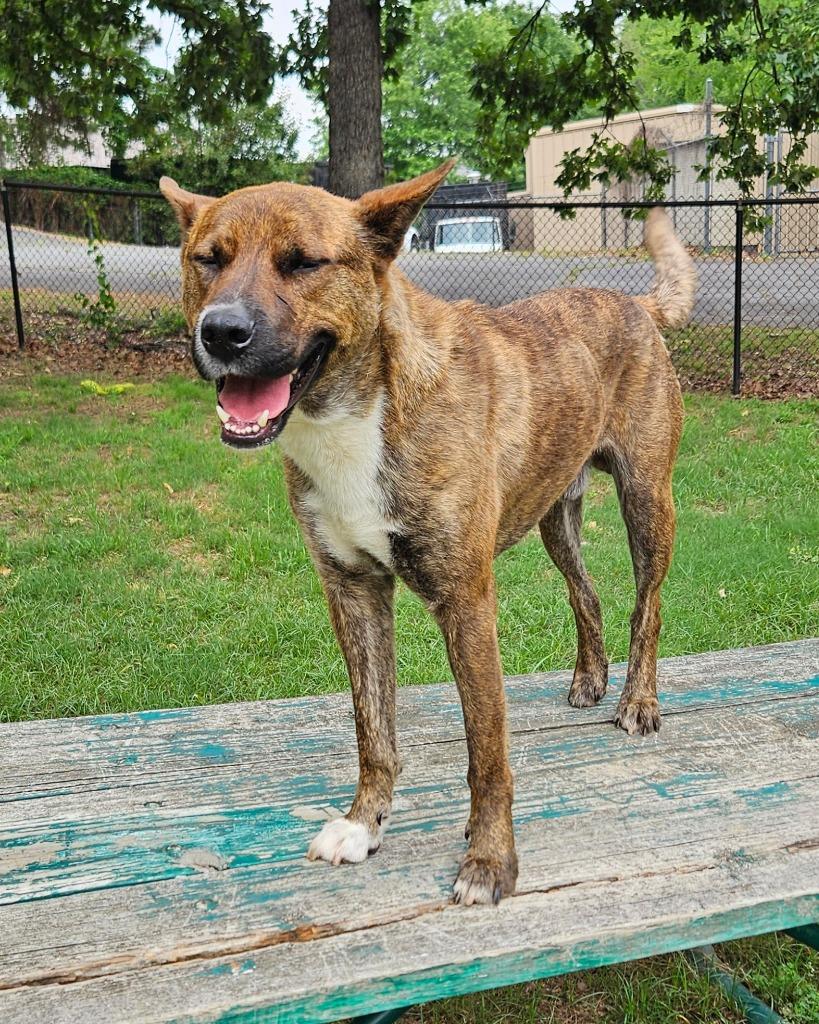 Enlarge Gazpacho, a Adoptable mixed breed in Sherwood, AR image 3/3