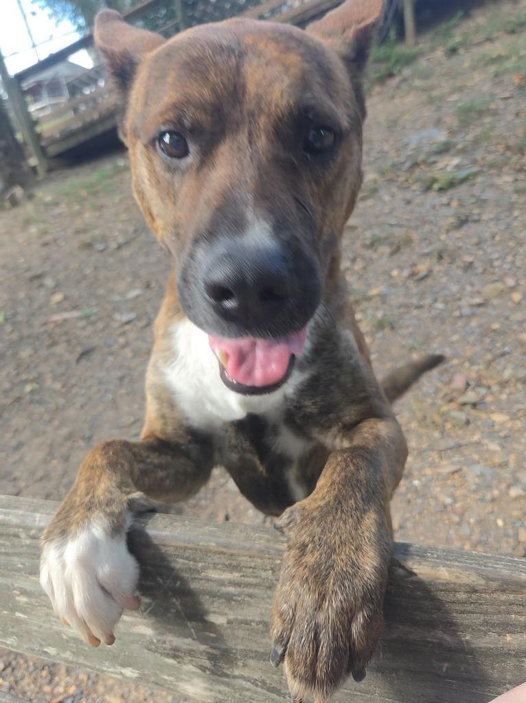 Gazpacho, a Adoptable mixed breed in Sherwood, AR image 4/5