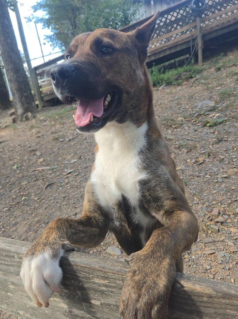 Gazpacho, a Adoptable mixed breed in Sherwood, AR image 5/5