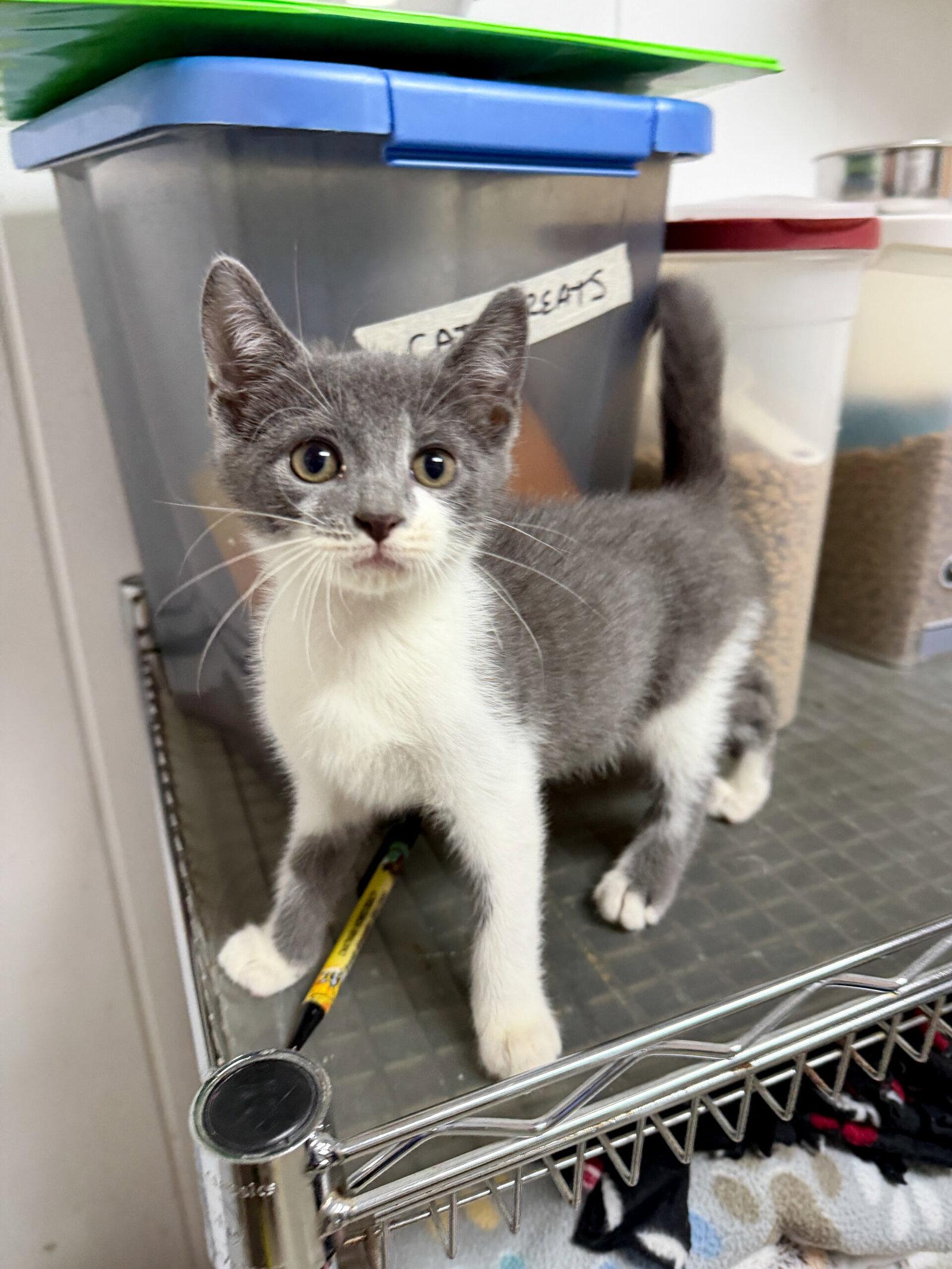 Enlarge Shao Kahn, a Adoptable Domestic Short Hair in Sanford, NC image 1/3