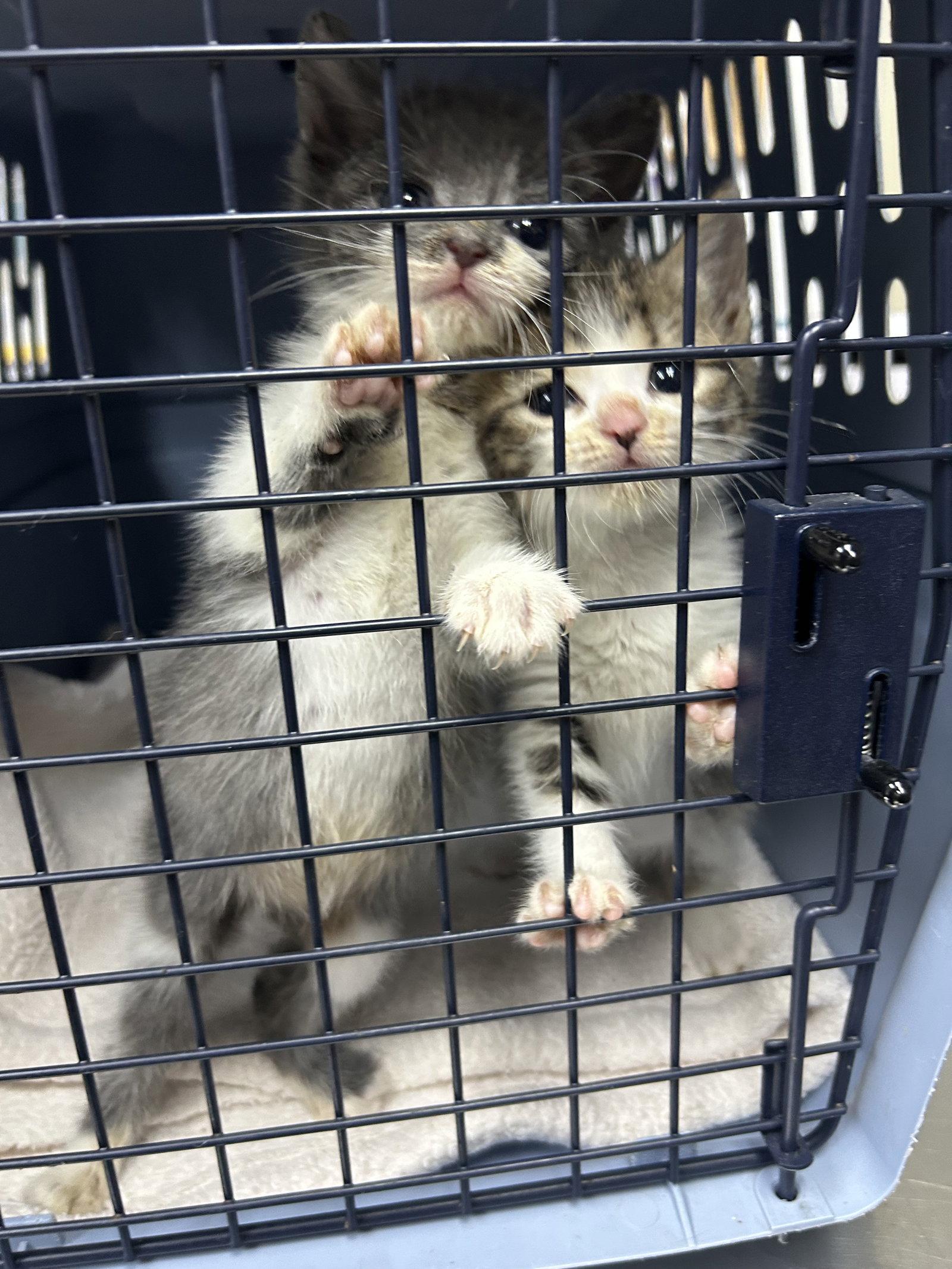 Shao Kahn, Adoptable, Kitten Male Domestic Short Hair.