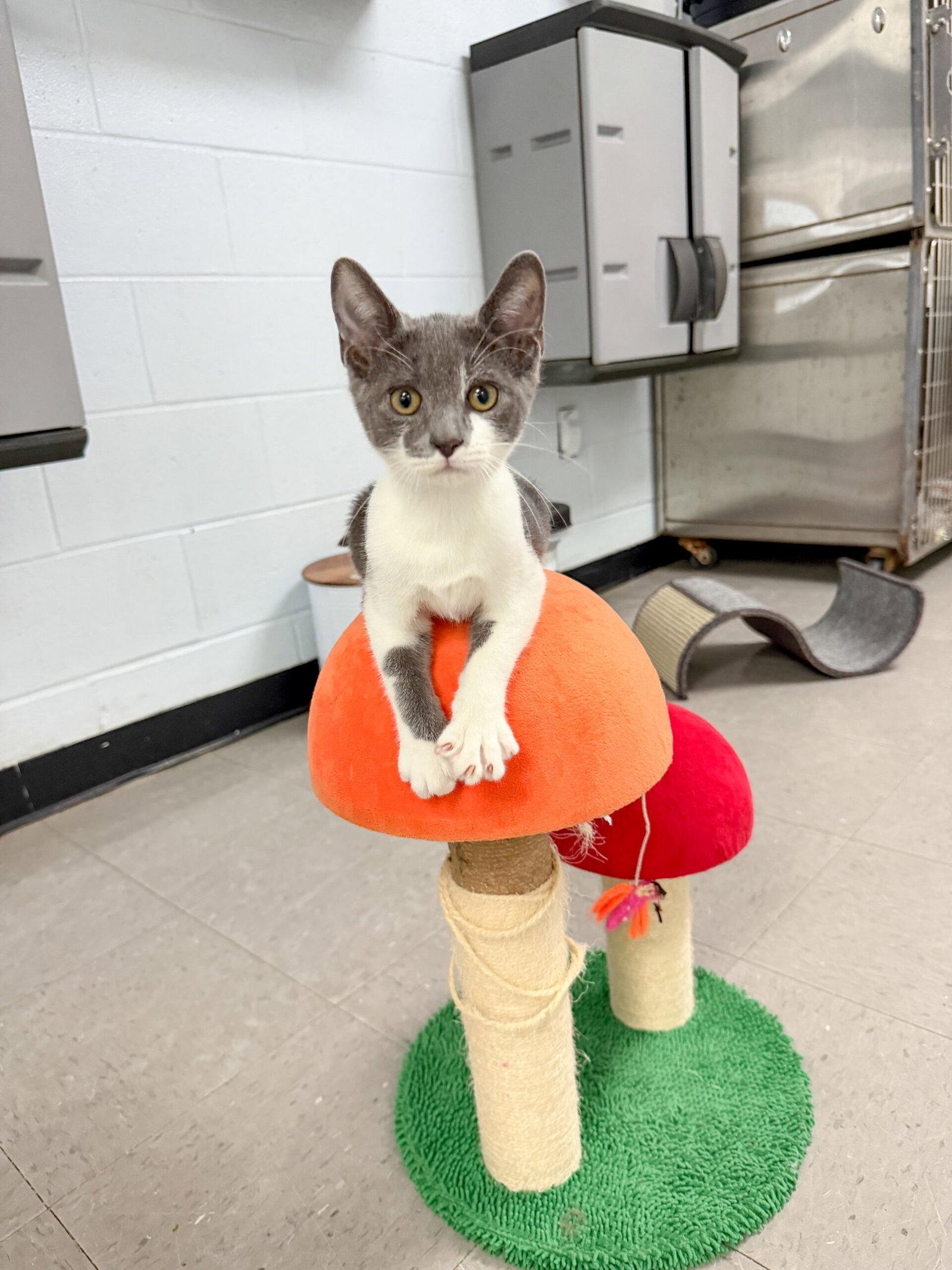 Enlarge Shao Kahn, a Adoptable Domestic Short Hair in Sanford, NC image 2/3