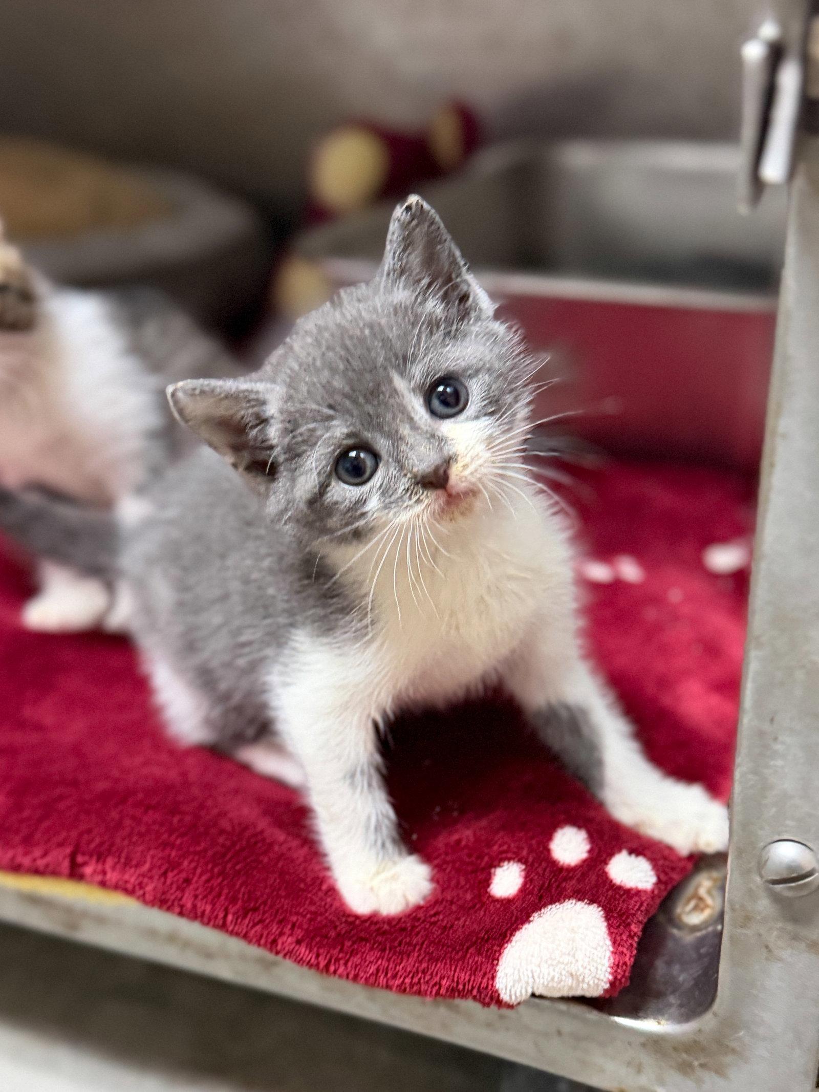 Enlarge Shao Kahn, a Adoptable Domestic Short Hair in Sanford, NC image 3/3