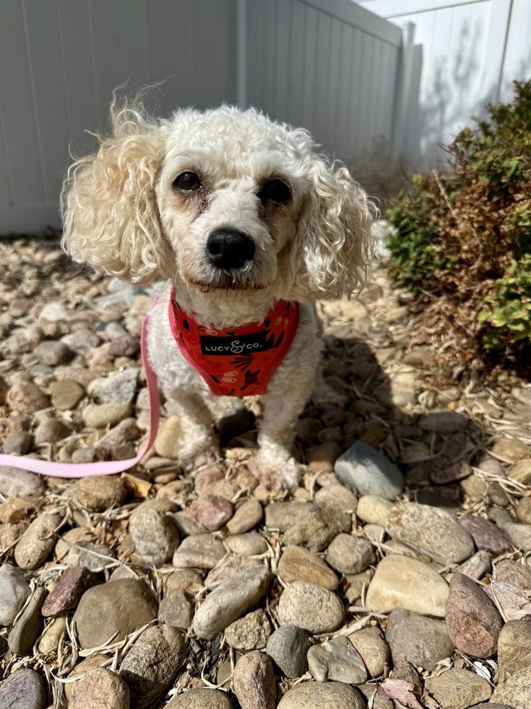 Enlarge Amber4, a Adoptable Poodle in Littleton, CO image 1/5