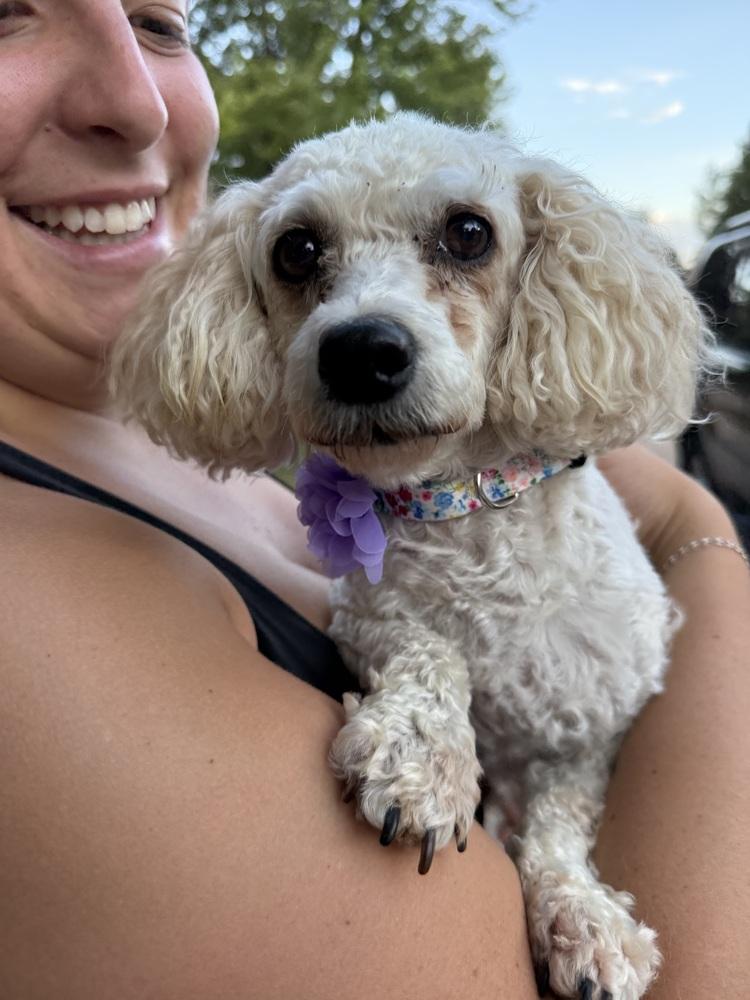 Enlarge Amber4, a Adoptable Poodle in Littleton, CO image 2/5