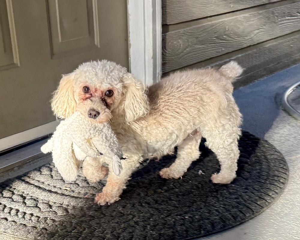 Enlarge Amber4, a Adoptable Poodle in Littleton, CO image 3/5