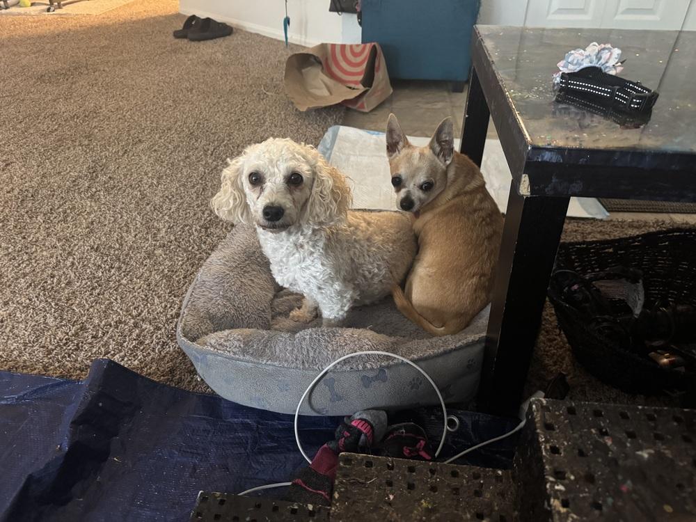 Enlarge Amber4, a Adoptable Poodle in Littleton, CO image 4/5