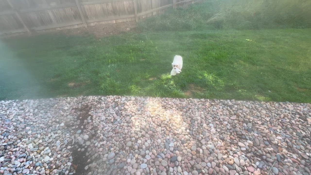 Enlarge Amber4, a Adoptable Poodle in Littleton, CO video 5/5