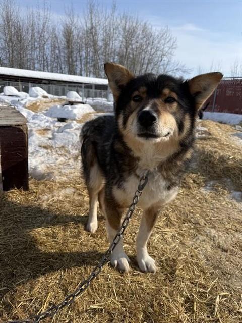 Enlarge COACH WIEBE, a Adoptable mixed breed in Fairbanks, AK image 1/1