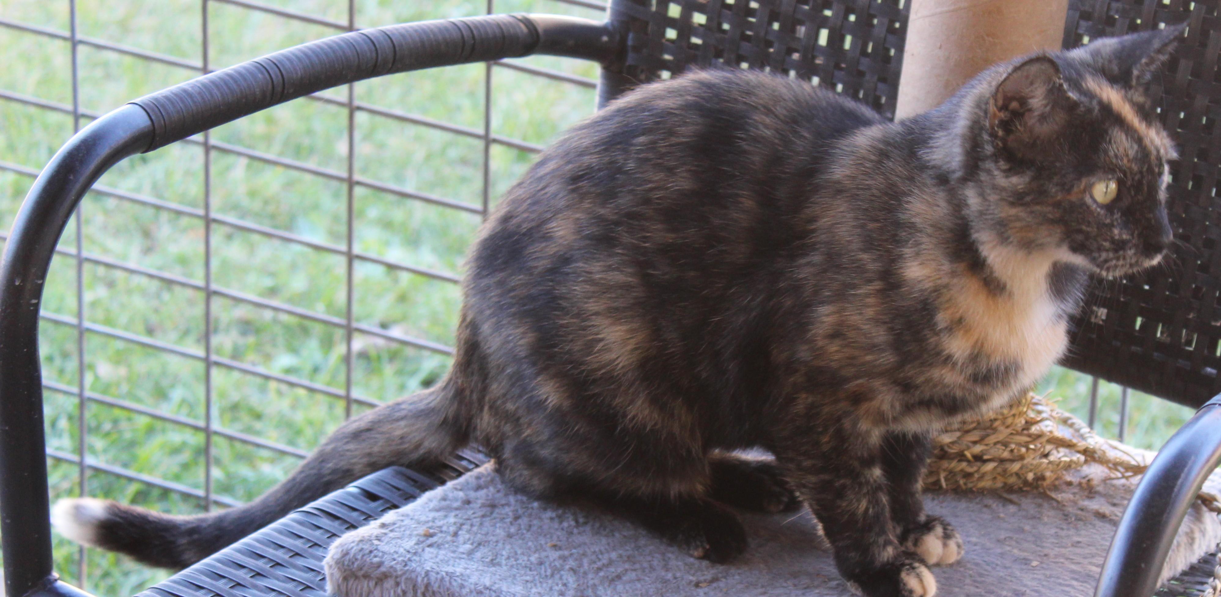 Enlarge Sorbet, a Adoptable Domestic Short Hair in Huron, SD image 1/4