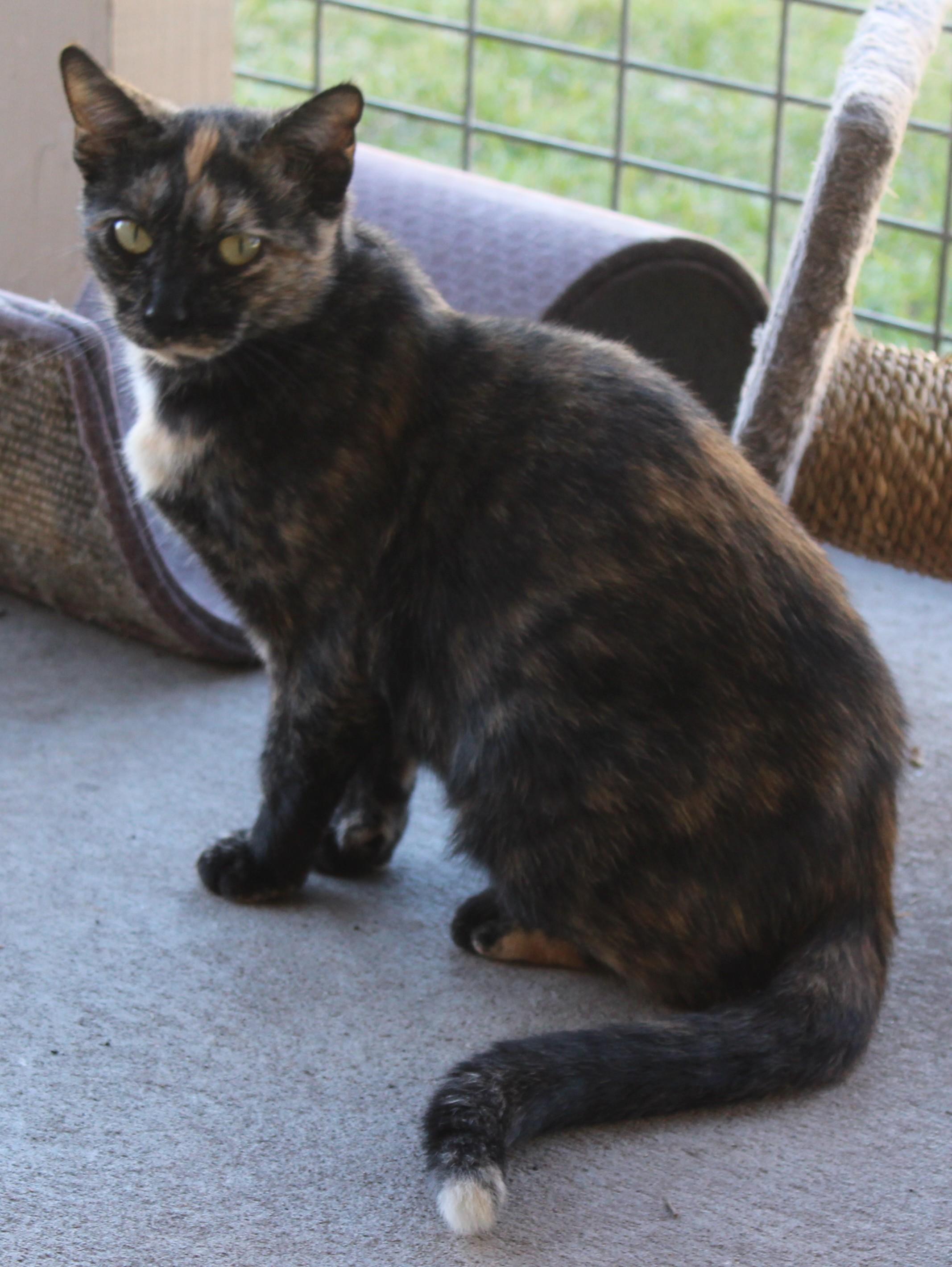 Enlarge Sorbet, a Adoptable Domestic Short Hair in Huron, SD image 2/4