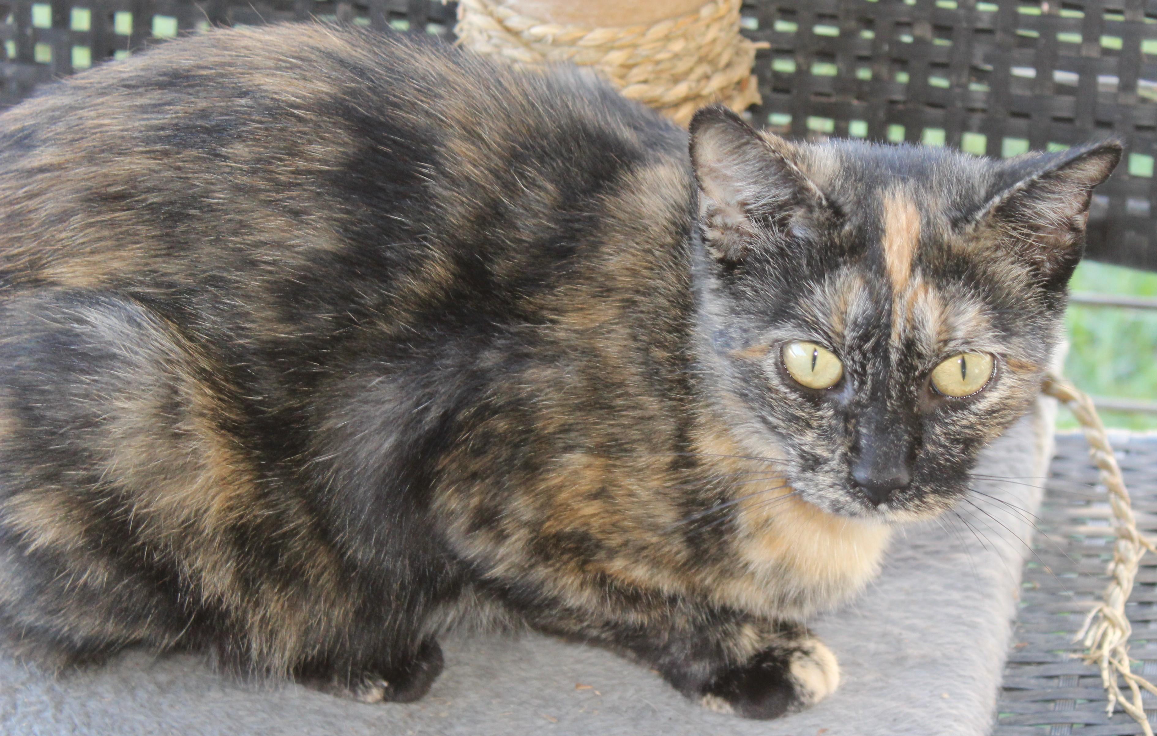 Enlarge Sorbet, a Adoptable Domestic Short Hair in Huron, SD image 3/4