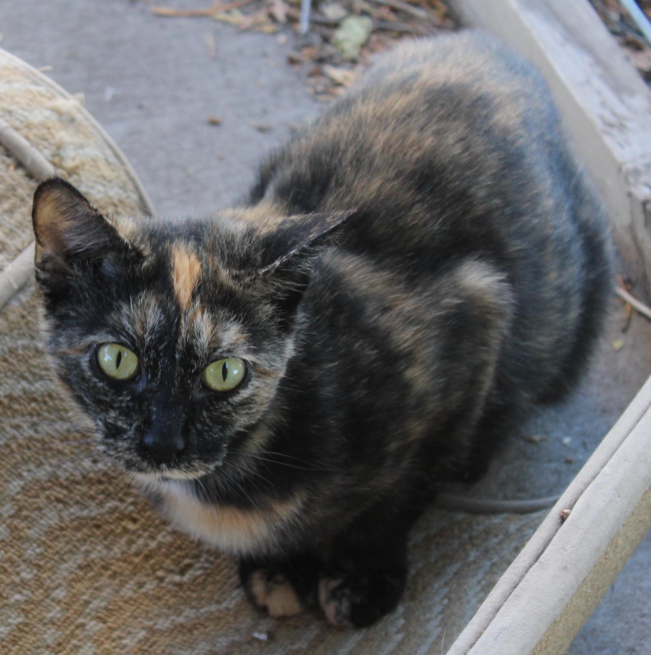 Enlarge Sorbet, a Adoptable Domestic Short Hair in Huron, SD image 4/4