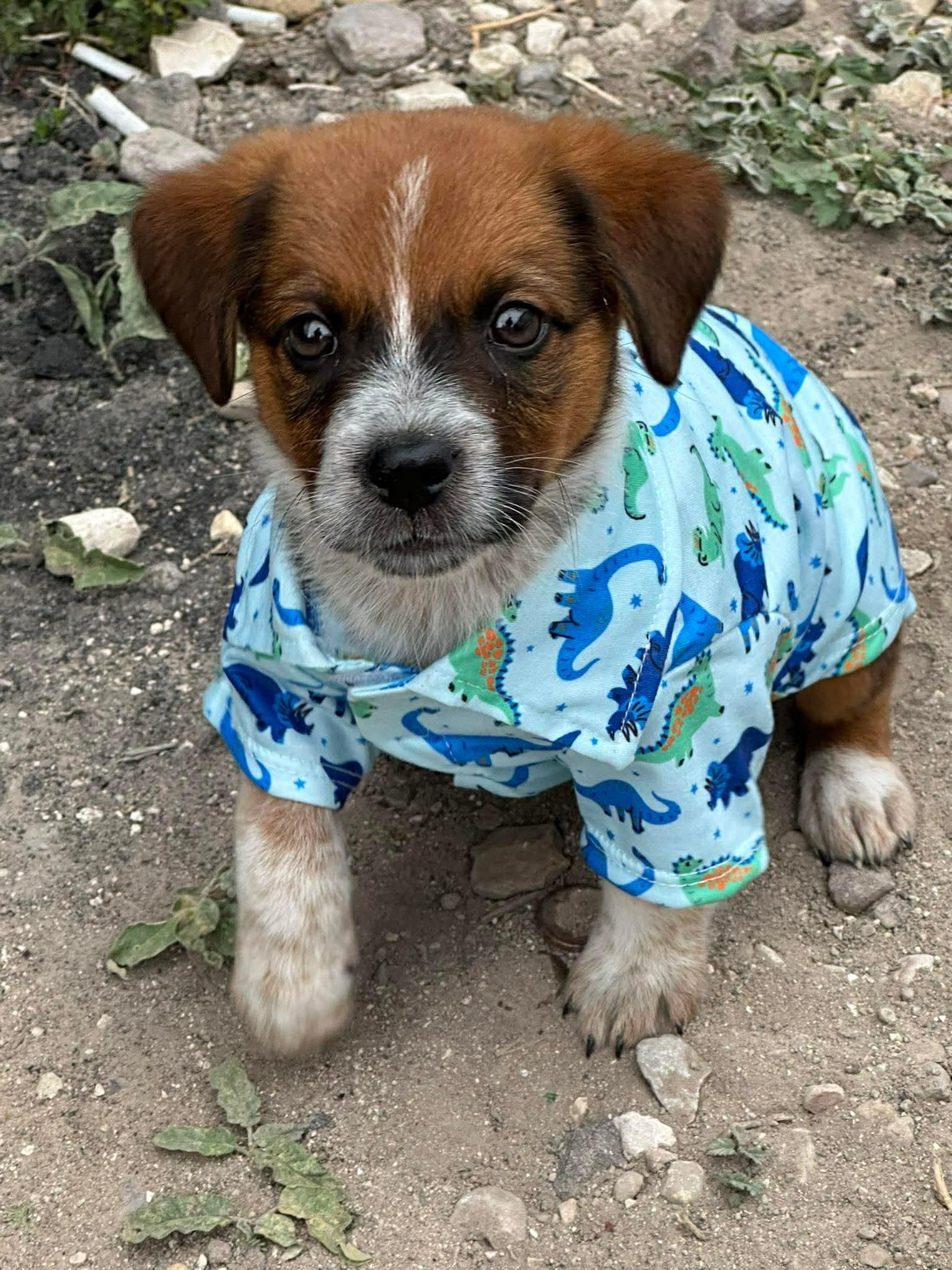 Rocco, ADOPTABLE, Puppy Male Australian Cattle Dog / Blue Heeler & Chihuahua.