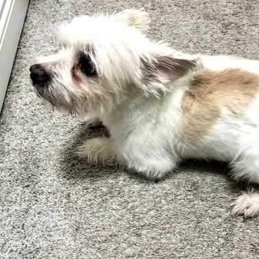 TEDDY, an adopted mixed breed in Burton, MI image 5/5