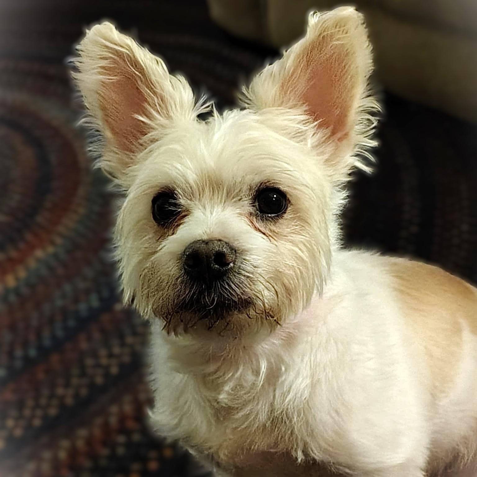 TEDDY, an adopted mixed breed in Burton, MI image 3/5